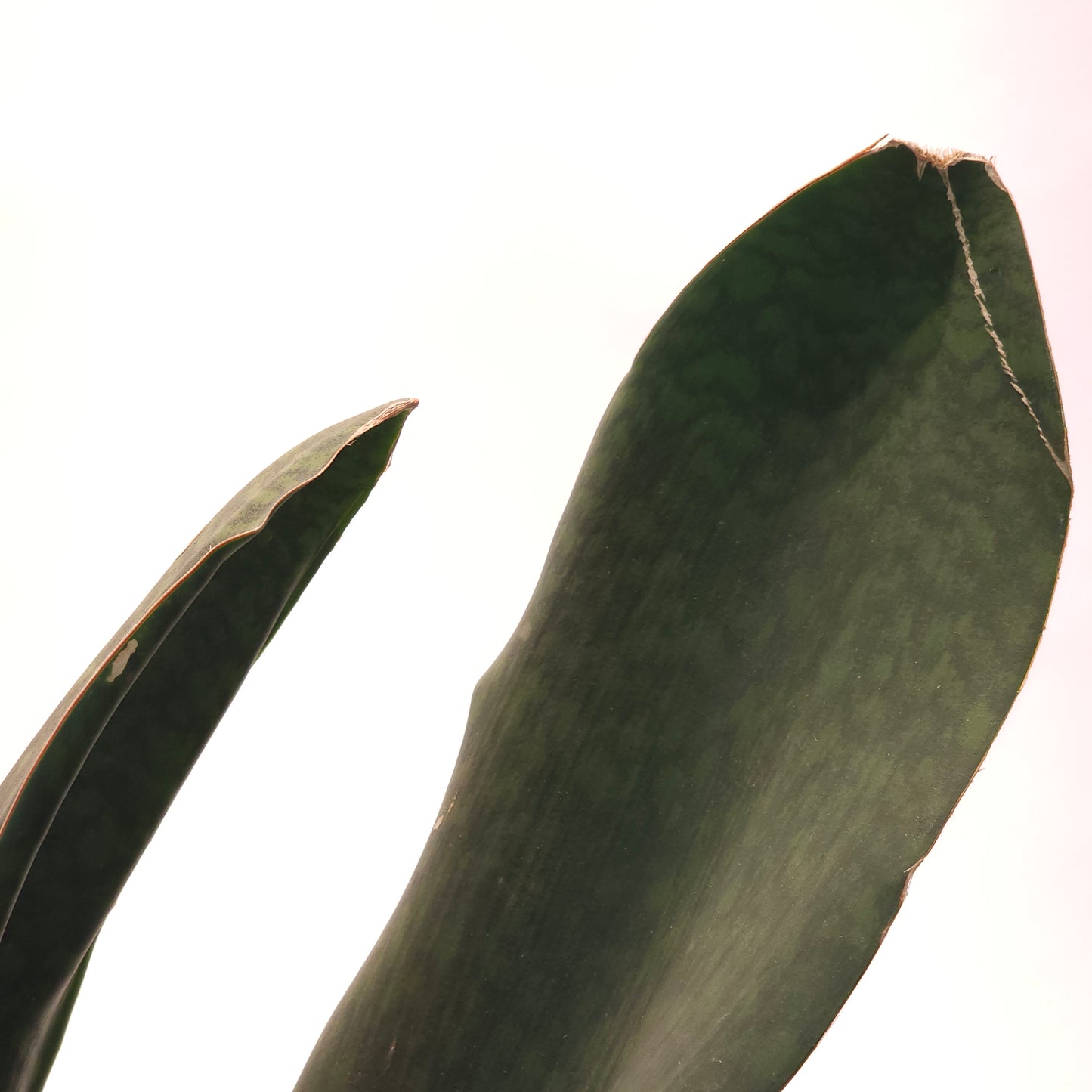Whale Fin Snake Plant: Sansevieria masoniana - 6 inch pot