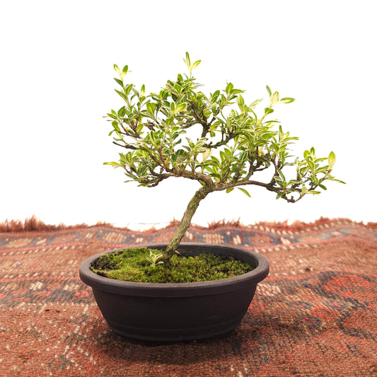 Variegated Snow Rose Bonsai: Serissa foetida - 5 inch Oval Pot — indoor plant — indoor plant for sale by Promise Supply for delivery and pickup in Toronto.