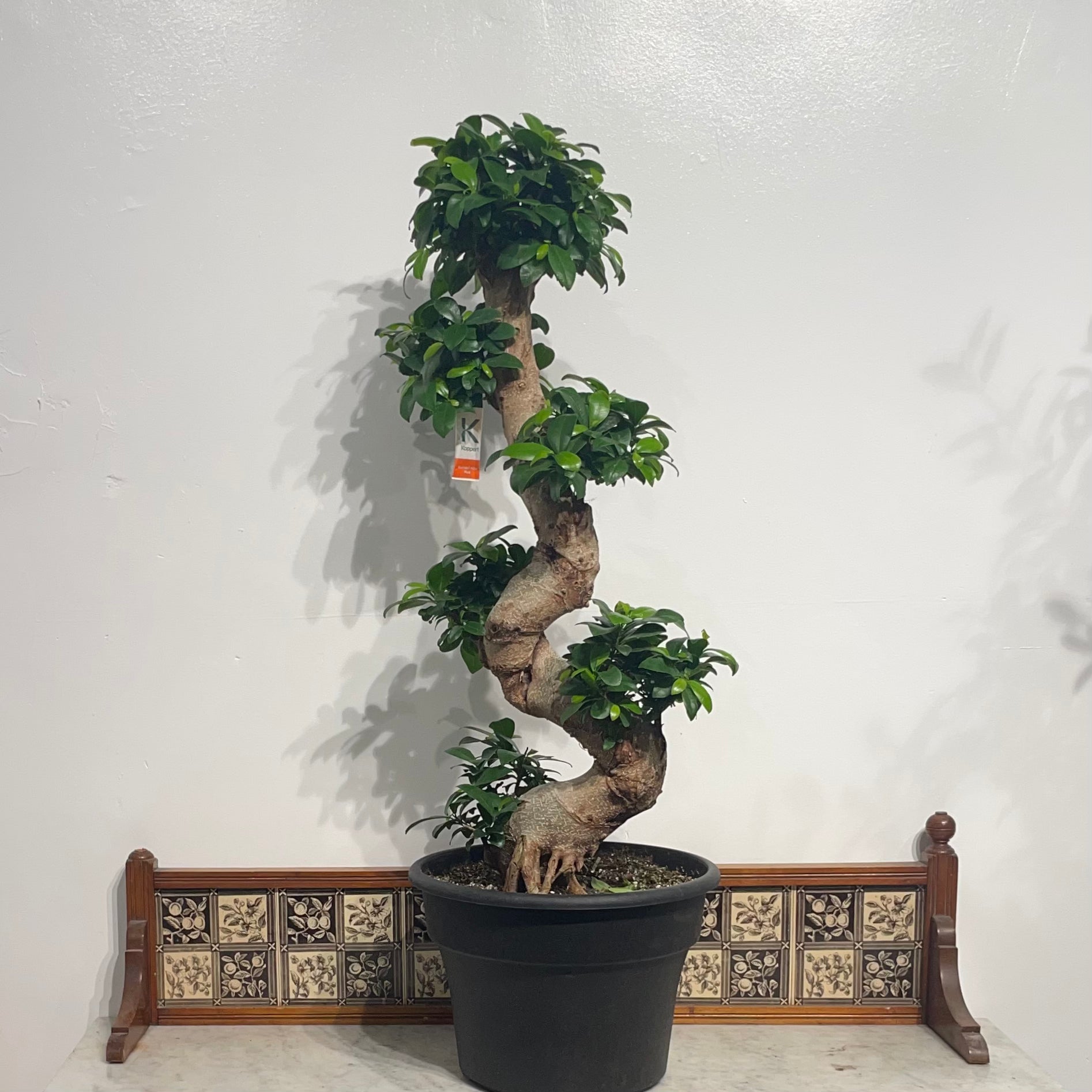 S Shape Ginseng Bonsai: Ficus retusa - 14 inch bowl - 3 foot tall — indoor plant — indoor plant for sale by Promise Supply for delivery and pickup in Toronto.