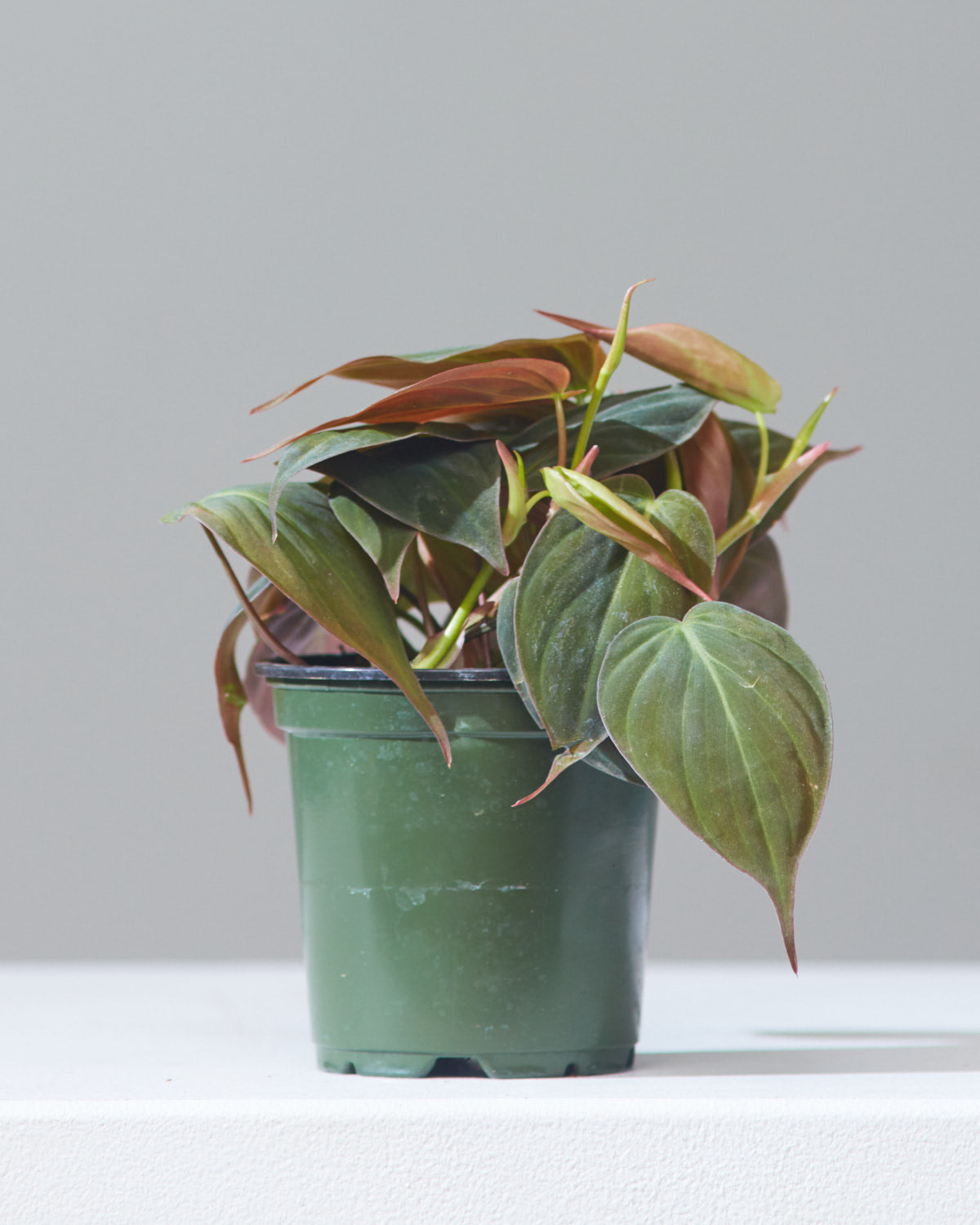Velvet Leaf: Philodendron micans - 4 inch pot — indoor plant — indoor plant for sale by Promise Supply for delivery and pickup in Toronto.