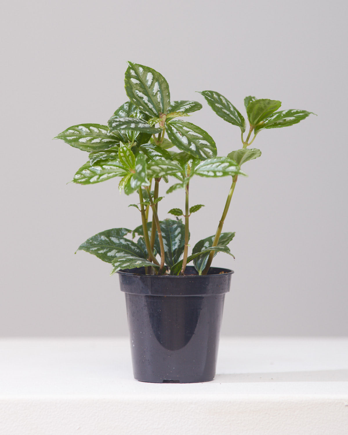 Aluminum Plant: Pilea cadierei - 4 inch pot