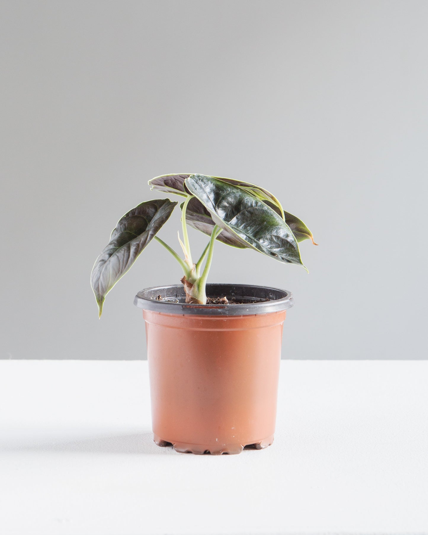 Red Mambo Elephant Ear: Alocasia 'Red Azlanii' - 4 inch pot