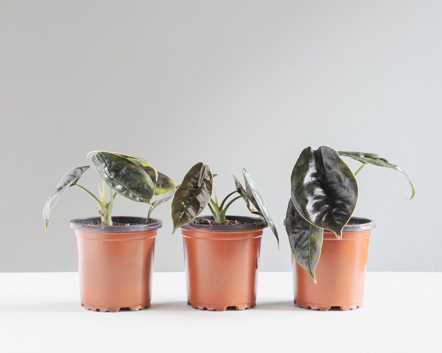 Red Mambo Elephant Ear: Alocasia 'Red Azlanii' - 4 inch pot
