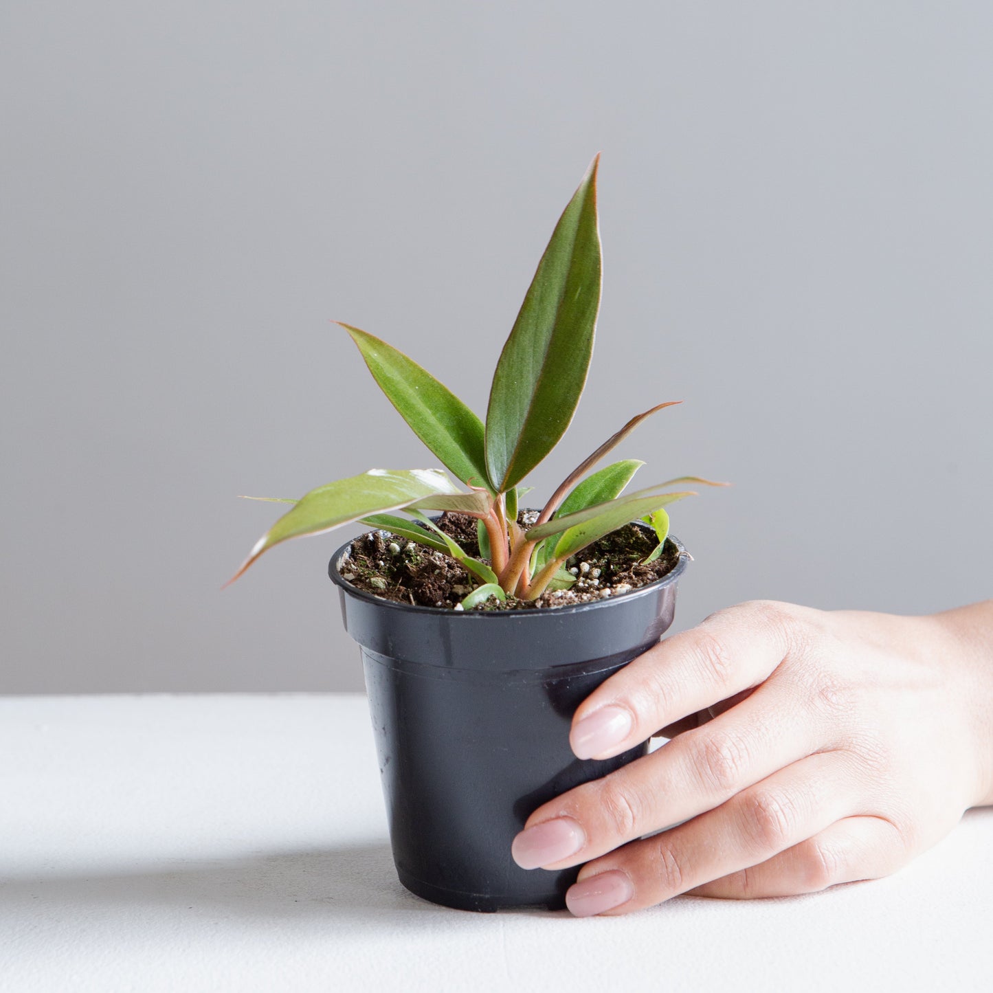 Caramel Pluto: Philodendron - 4 inch pot