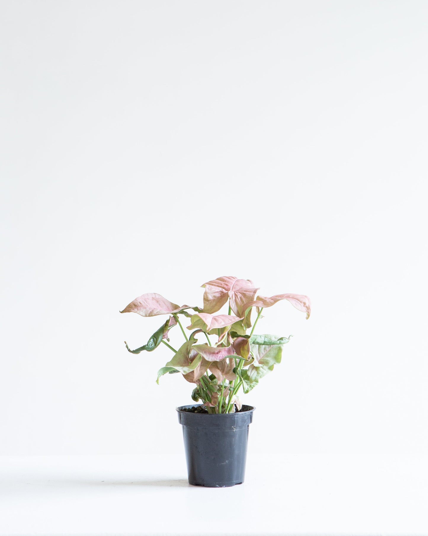 Pink Arrowhead Plant: Syngonium podophyllum 'Neon Robusta' - 4 inch pot