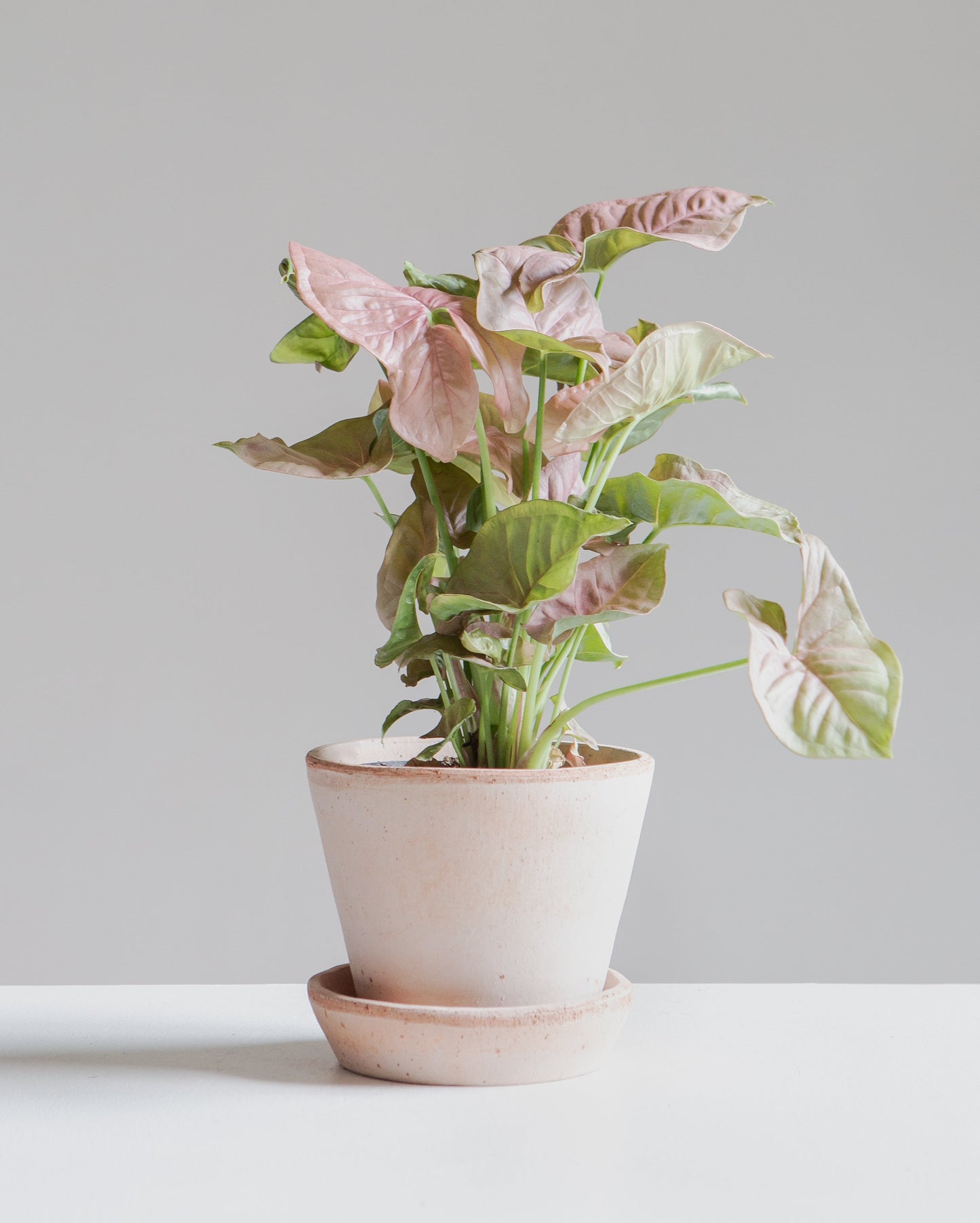 Pink Arrowhead Plant: Syngonium podophyllum 'Neon Robusta' - 4 inch pot