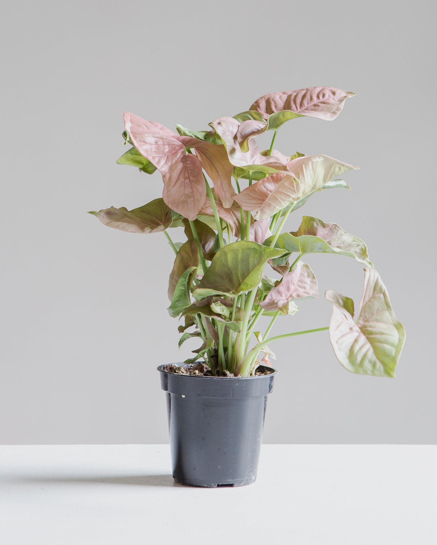 Pink Arrowhead Plant: Syngonium podophyllum 'Neon Robusta' - 4 inch pot