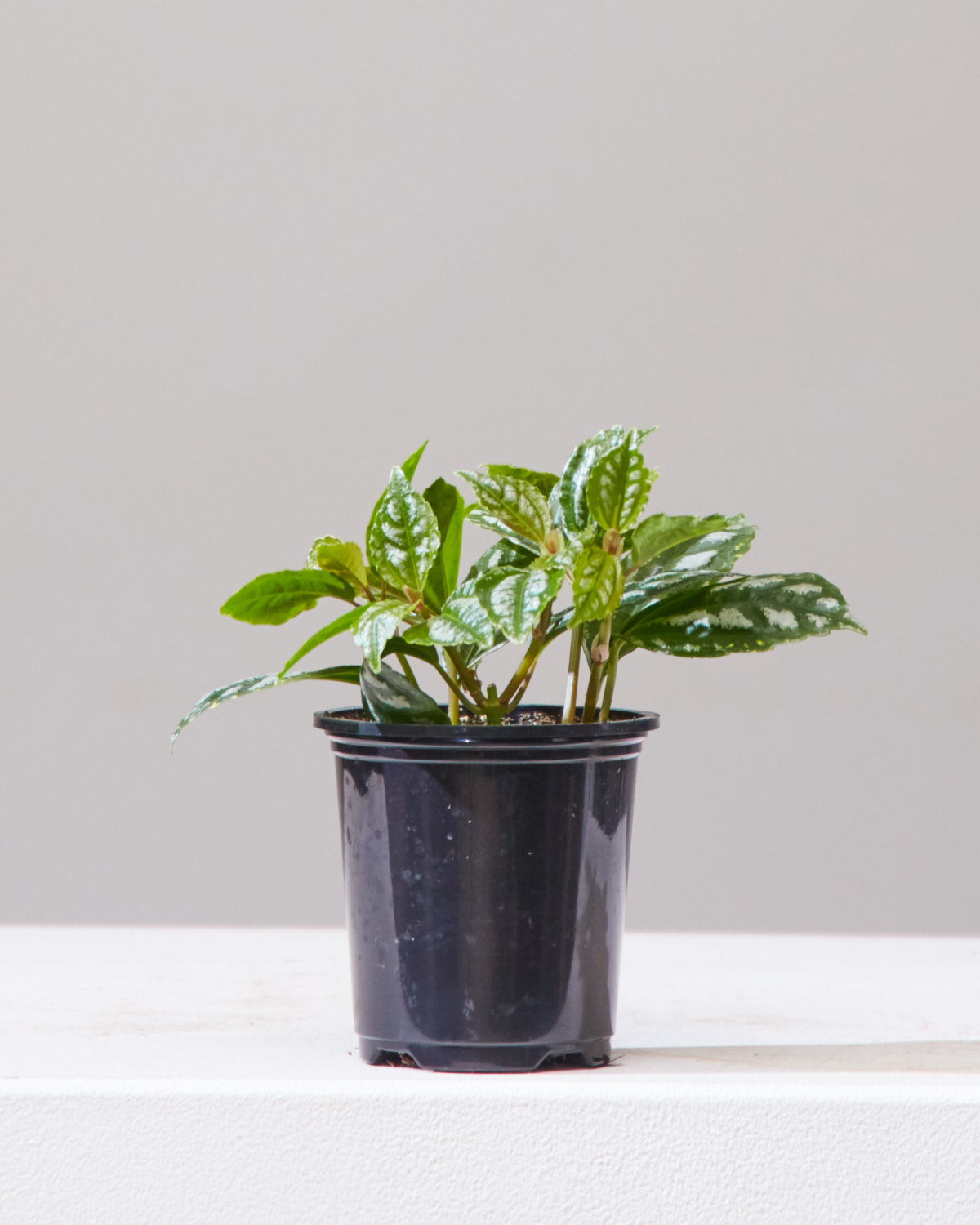 Aluminum Plant: Pilea cadierei - 4 inch pot