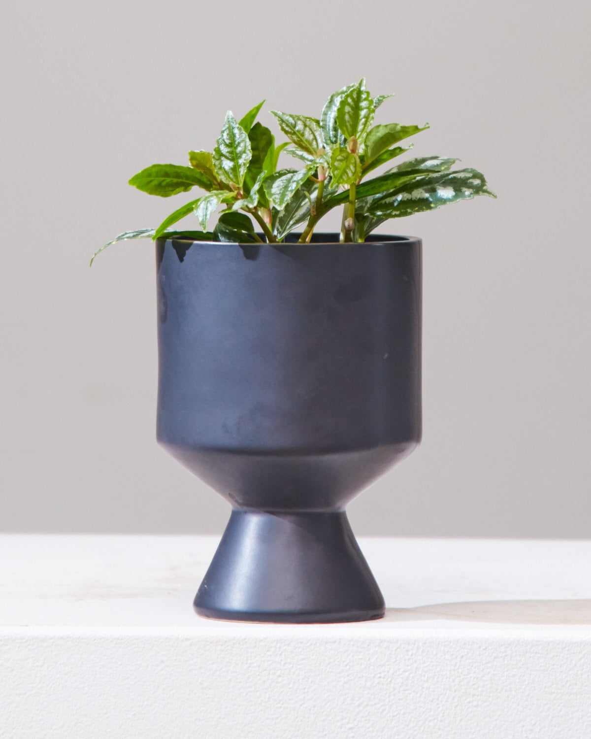 Aluminum Plant: Pilea cadierei - 4 inch pot