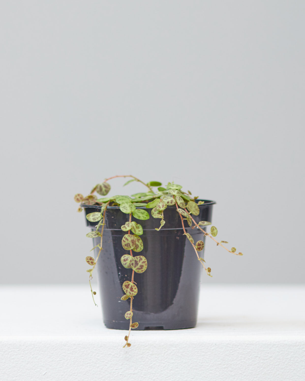 String of Turtles: Peperomia prostrata - 4 inch pot