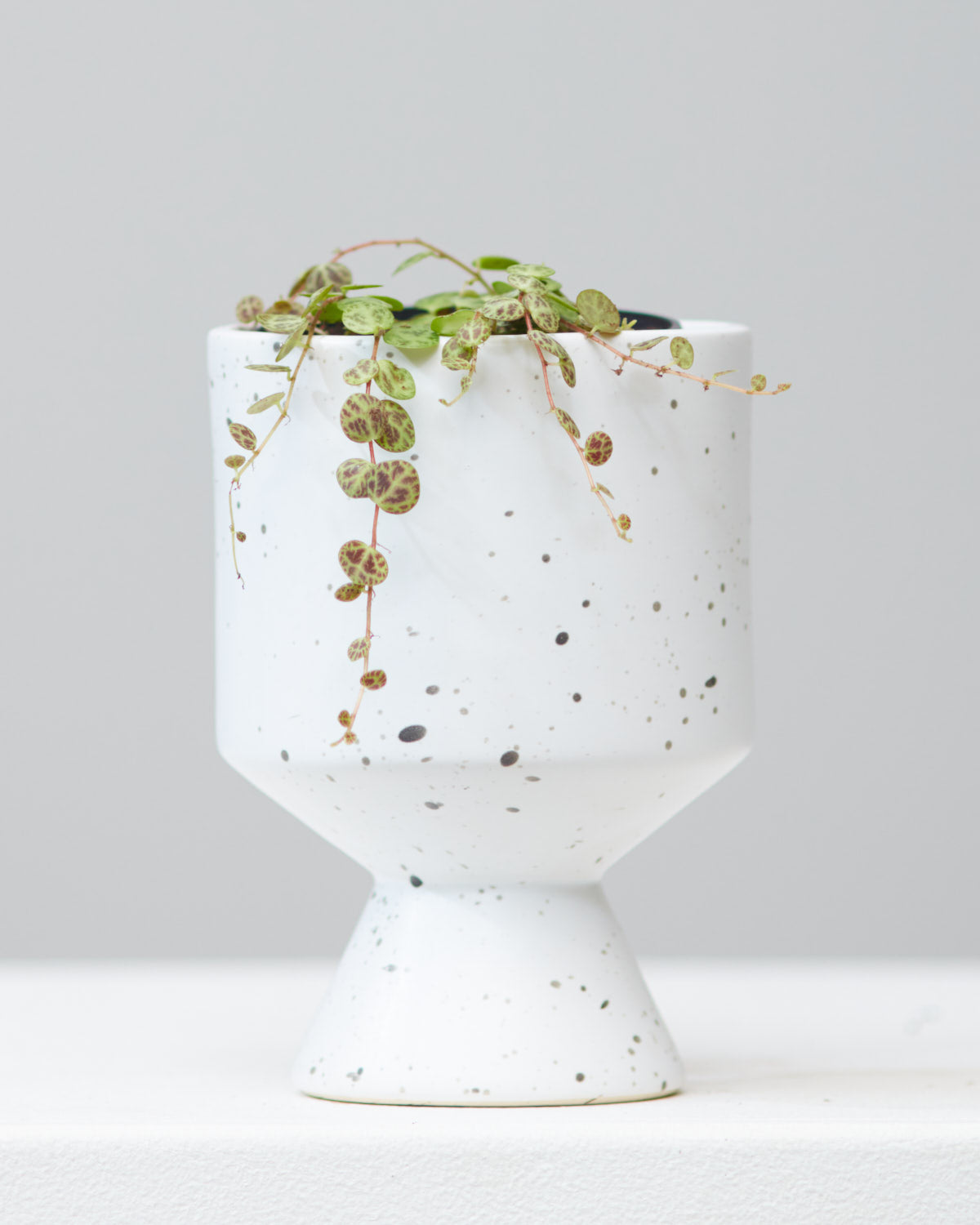 String of Turtles: Peperomia prostrata - 4 inch pot