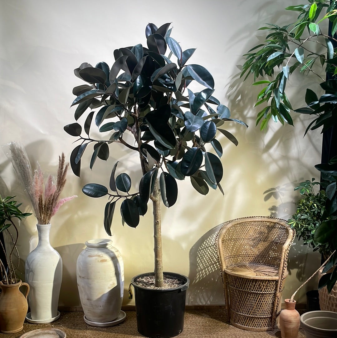 Burgundy Rubber Tree: Ficus elastica - 17 inch pot - 6-7 foot tall