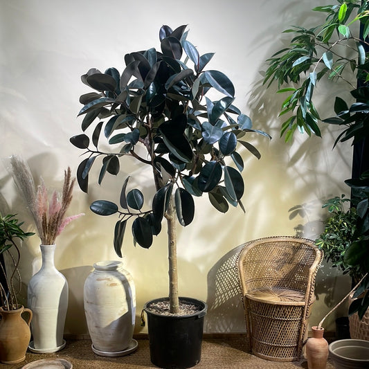 Burgundy Rubber Tree: Ficus elastica - 17 inch pot - 6-7 foot tall — indoor plant — indoor plant for sale by Promise Supply for delivery and pickup in Toronto.
