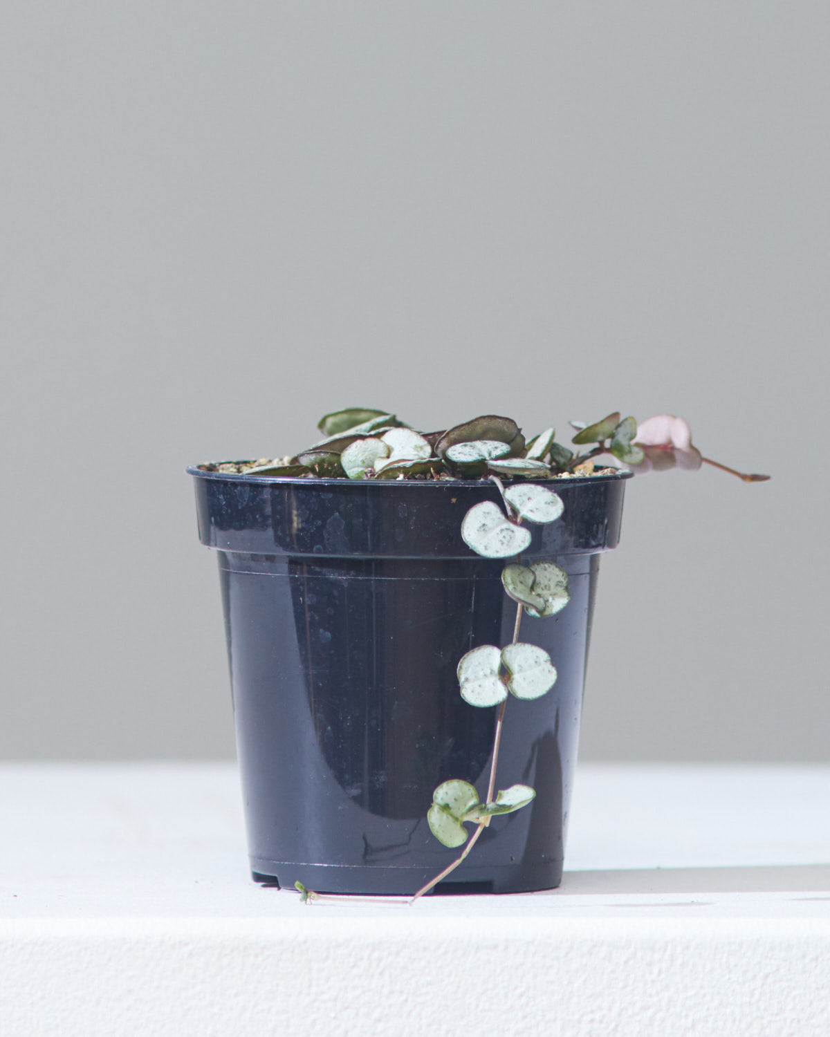 String of Hearts: Ceropegia woodii - 4 inch pot