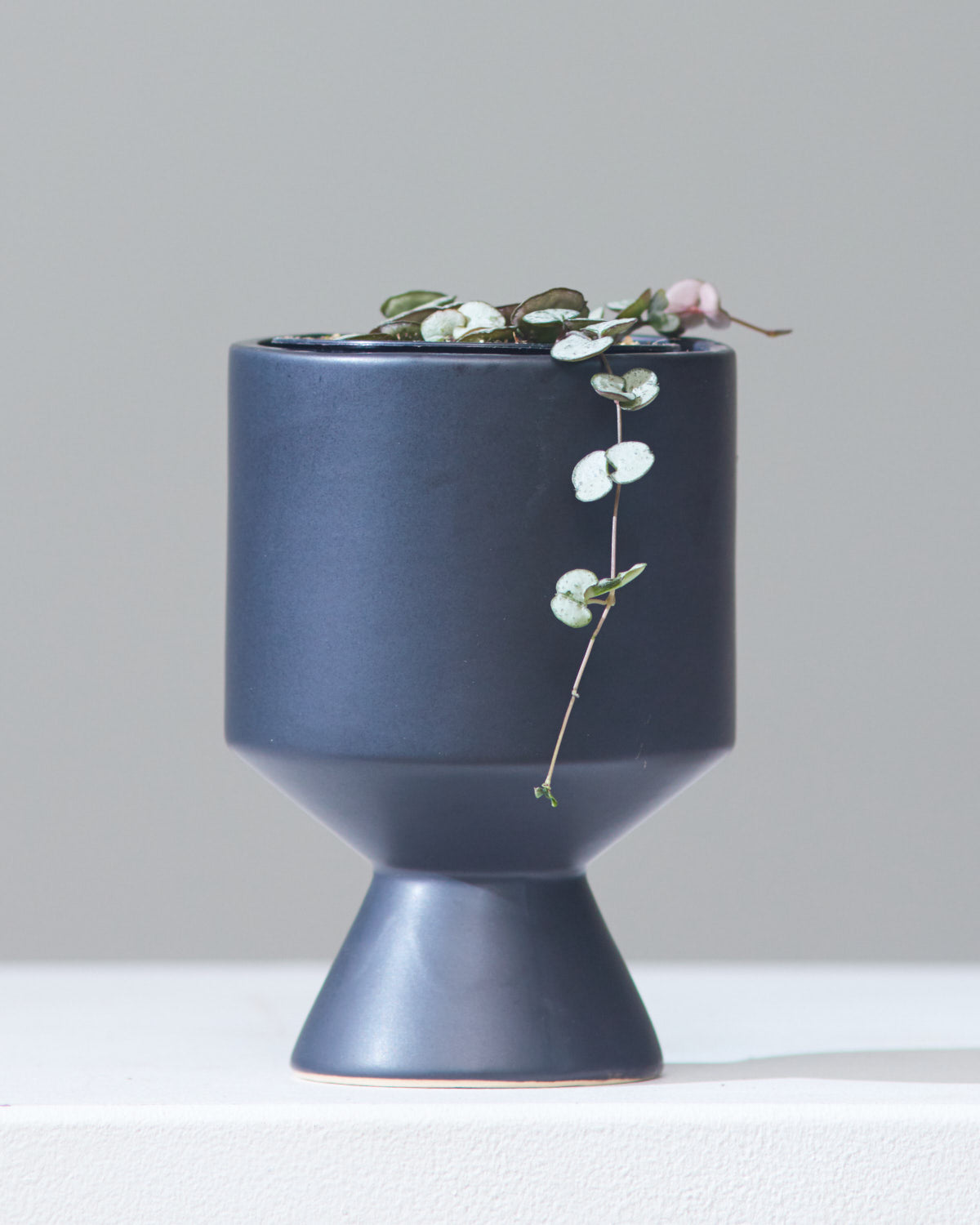 String of Hearts: Ceropegia woodii - 4 inch pot