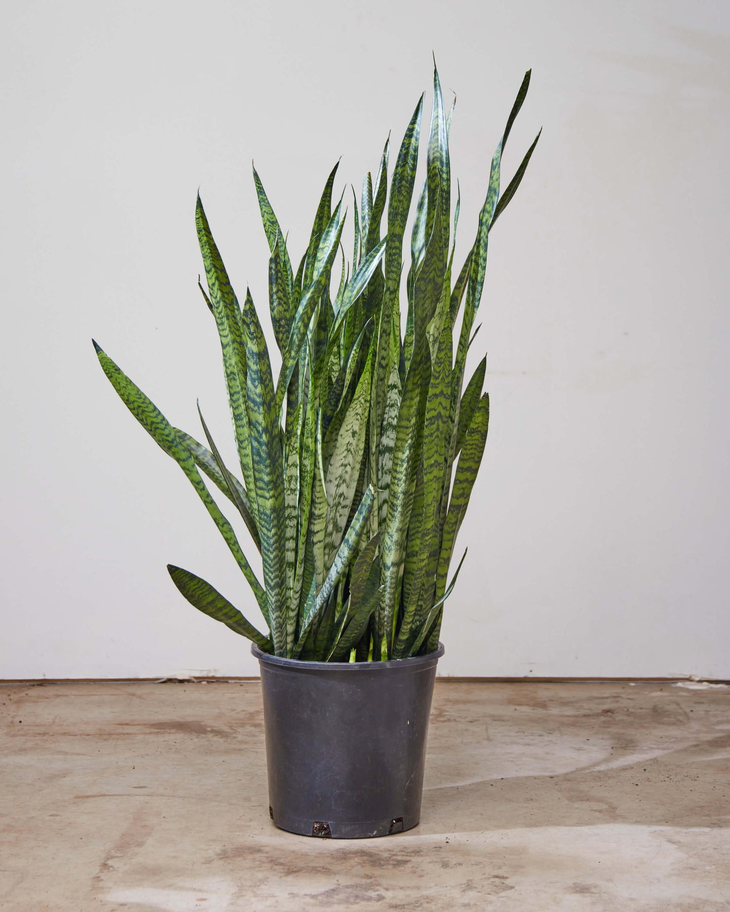 Green Snake Plant: Sansevieria trifasciata 'Zeylanica' - 14 inch pot - 3-4 foot tall — indoor plant — indoor plant for sale by Promise Supply for delivery and pickup in Toronto.
