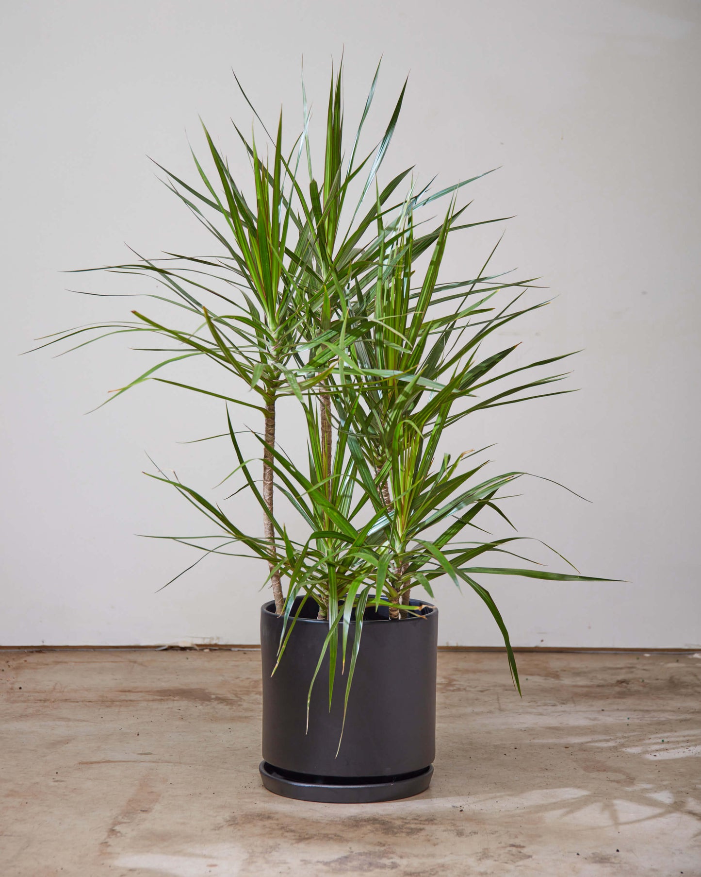 Staggered Dragon Tree: Dracaena marginata - 12 inch pot - 5-5.5 foot tall