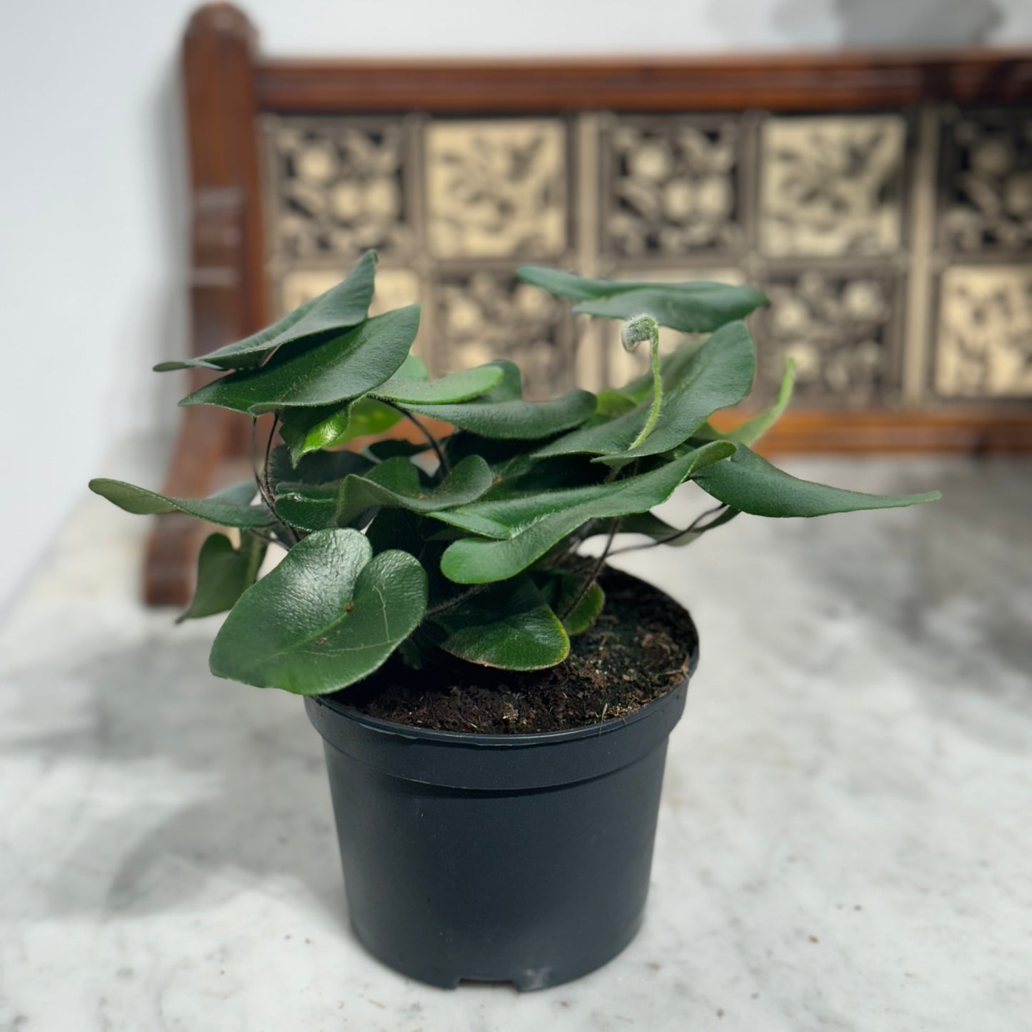 Heart Leaf Fern: Hemionitis arifolia - 6 inch pot — indoor plant — indoor plant for sale by Promise Supply for delivery and pickup in Toronto.