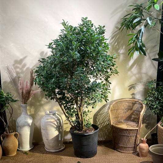 Ficus Moclame: Ficus microcarpa - 17 inch pot - 6-7 foot tall