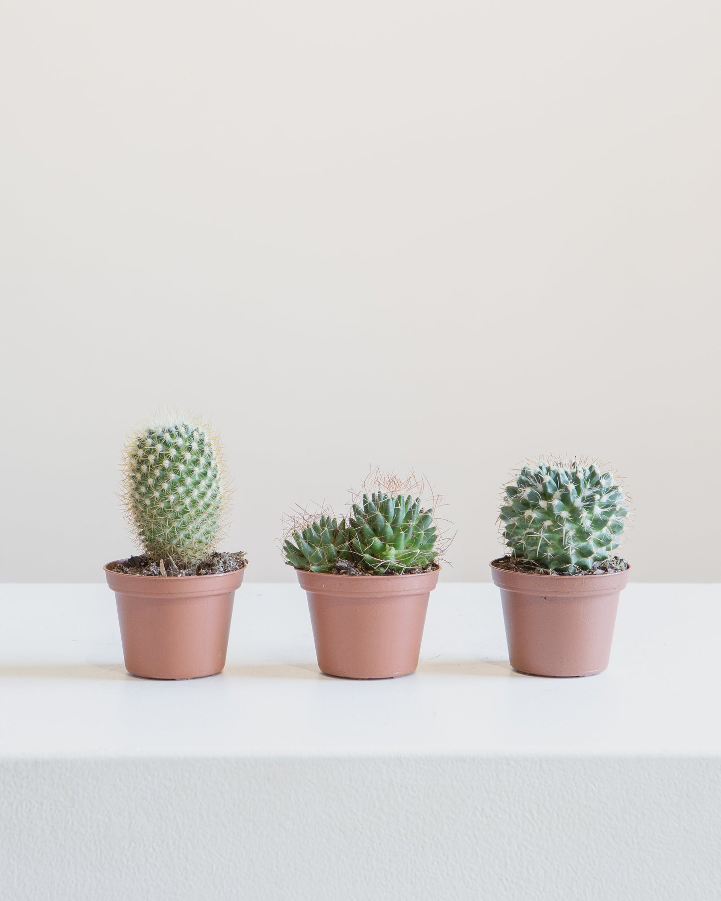 Assorted Cactus - 3 inch pot — indoor plant — indoor plant for sale by Promise Supply for delivery and pickup in Toronto.