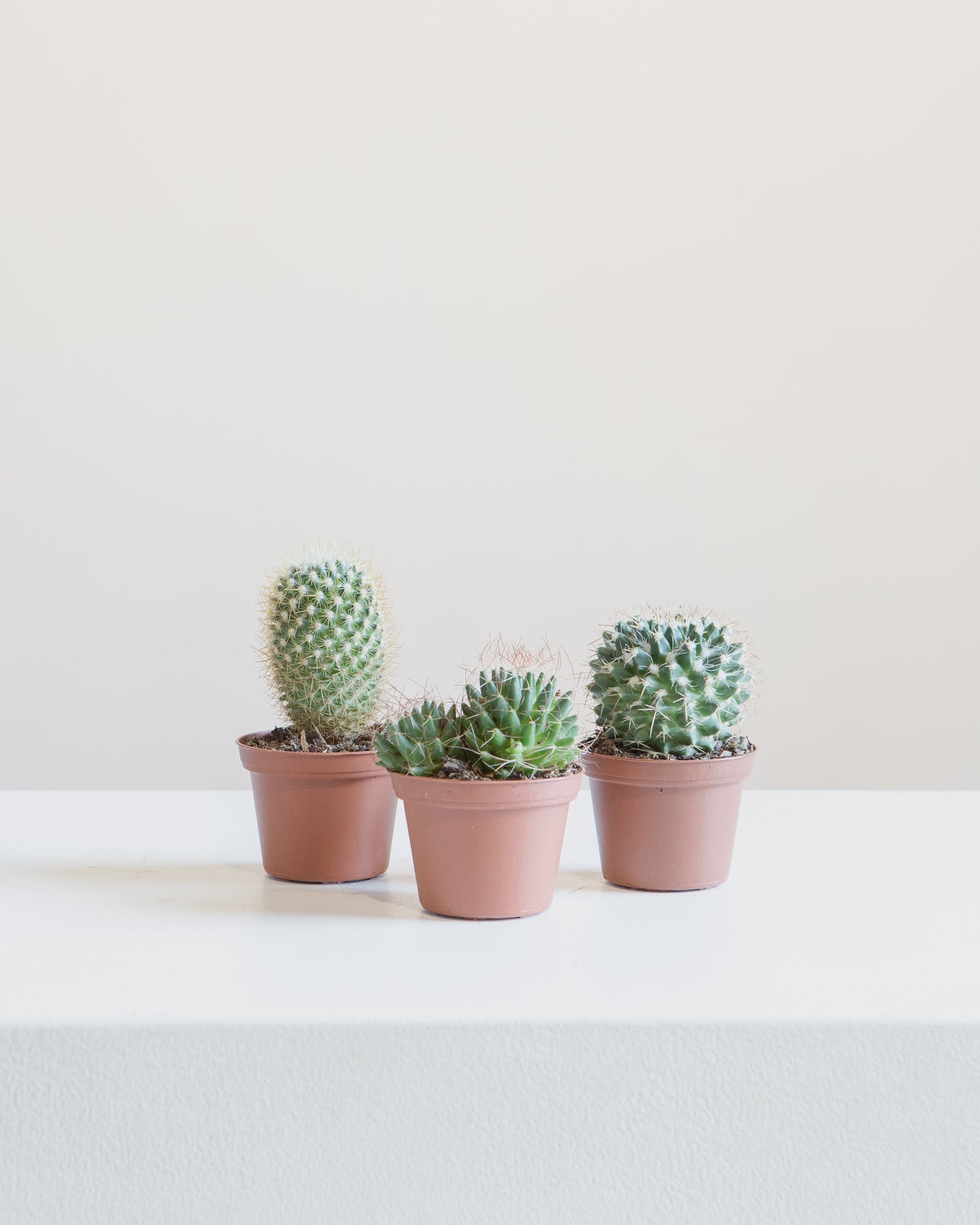 Assorted Cactus - 3 inch pot — indoor plant — indoor plant for sale by Promise Supply for delivery and pickup in Toronto.