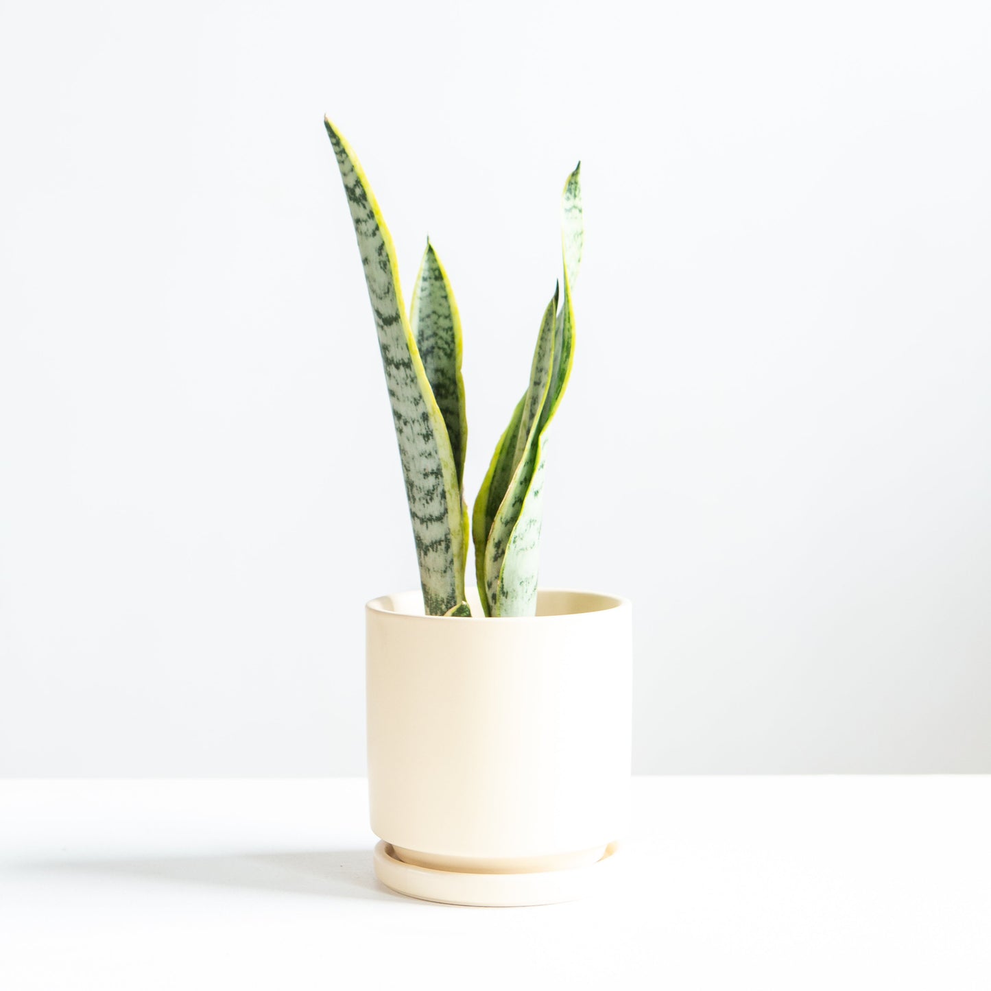 Yellow Snake Plant: Sansevieria trifasciata 'Laurentii' - 4 inch pot — indoor plant — indoor plant for sale by Promise Supply for delivery and pickup in Toronto.