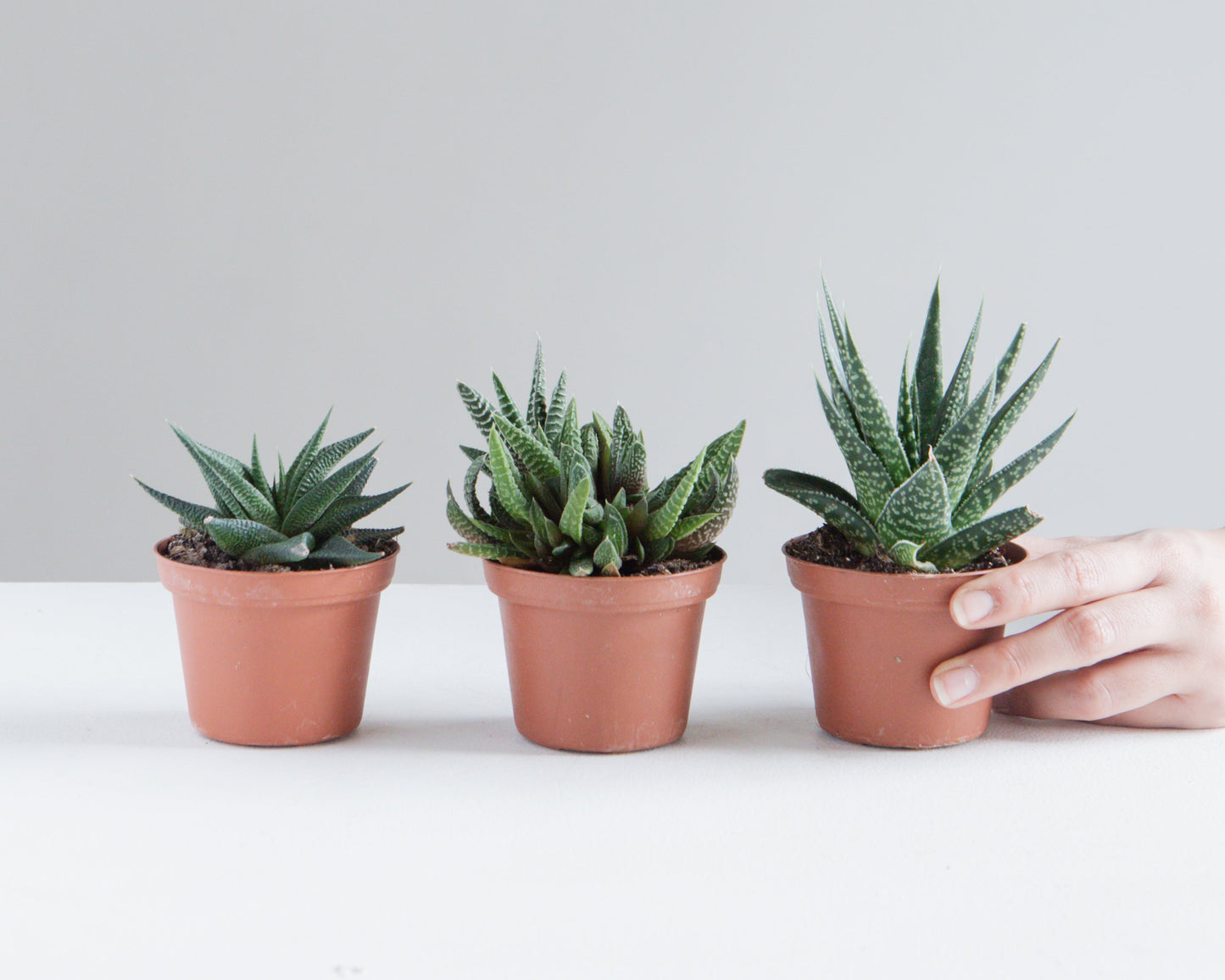 Assorted Haworthia/Gasteria - 5 inch pot — indoor plant — indoor plant for sale by Promise Supply for delivery and pickup in Toronto.