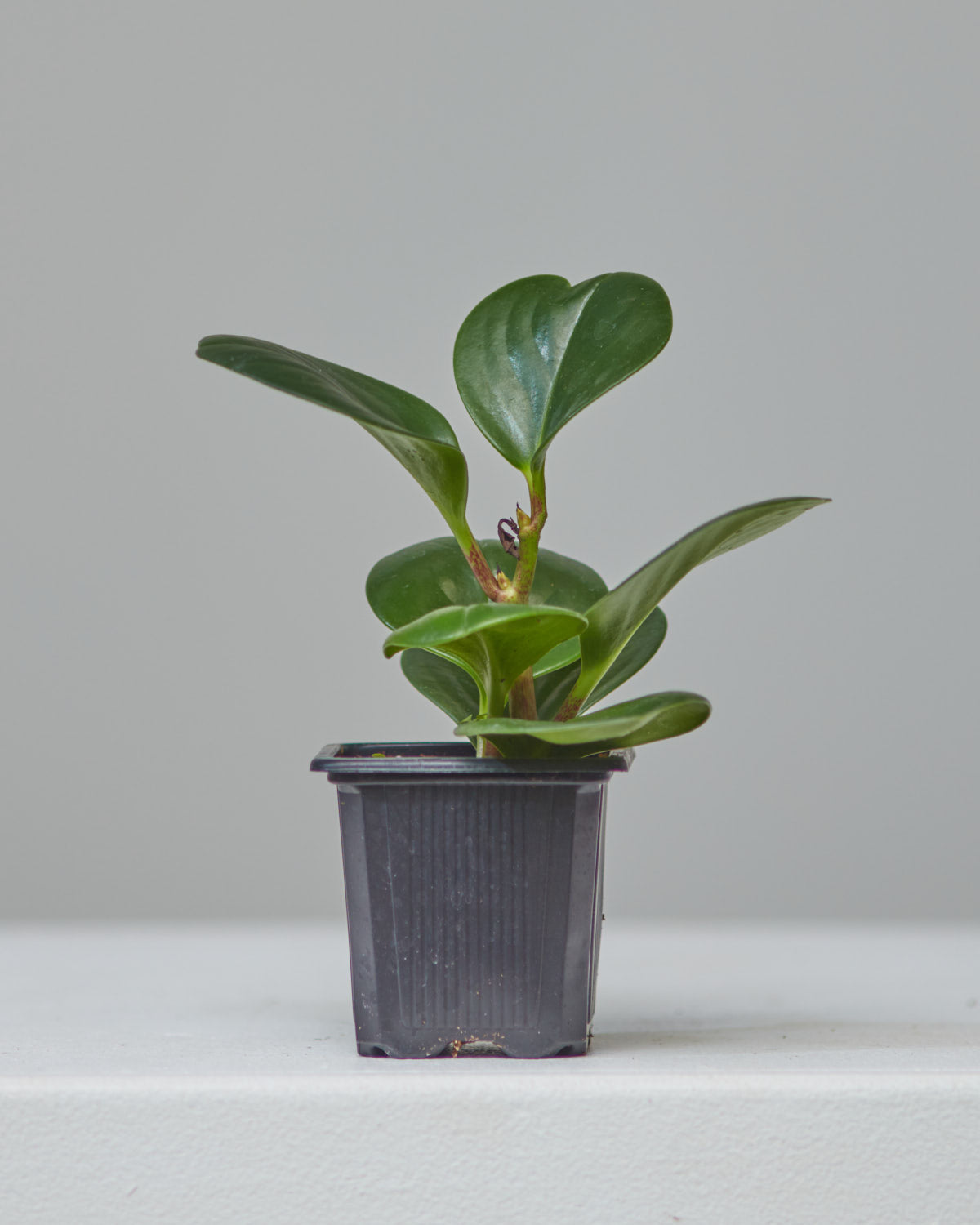 Baby Rubber Plant: Peperomia obtusifolia - 4 inch pot