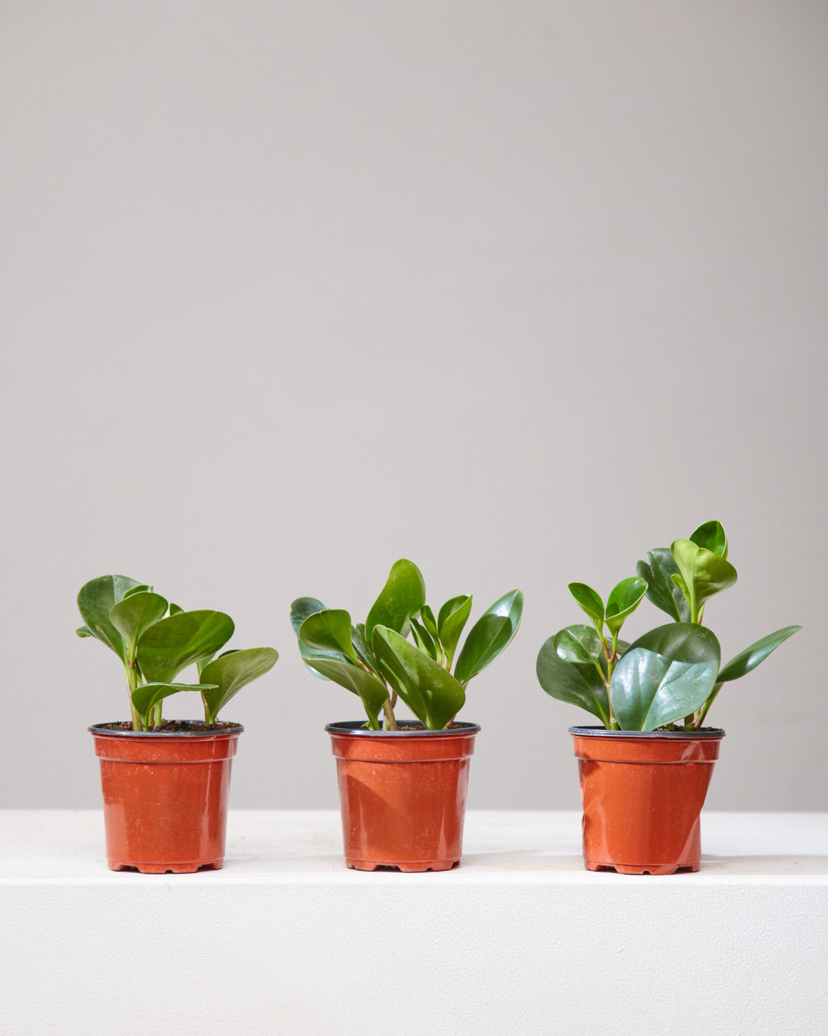 Baby Rubber Plant: Peperomia obtusifolia - 4 inch pot