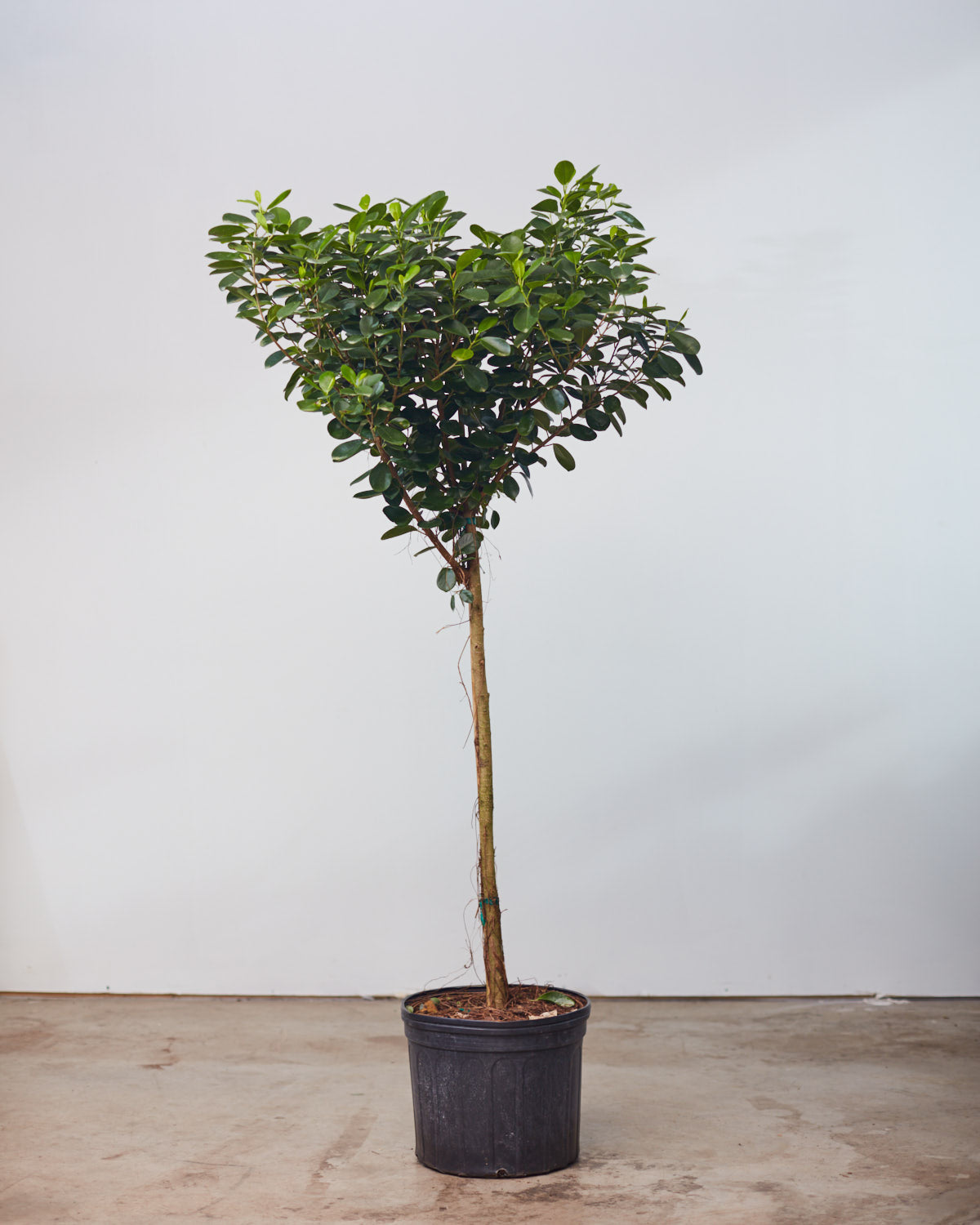 Ficus Moclame: Ficus microcarpa - 12 inch pot - 4-5 foot tall — indoor plant — indoor plant for sale by Promise Supply for delivery and pickup in Toronto.