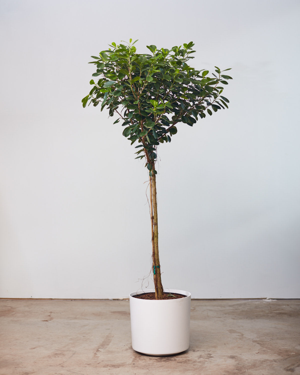 Ficus Moclame: Ficus microcarpa - 12 inch pot - 4-5 foot tall — indoor plant — indoor plant for sale by Promise Supply for delivery and pickup in Toronto.