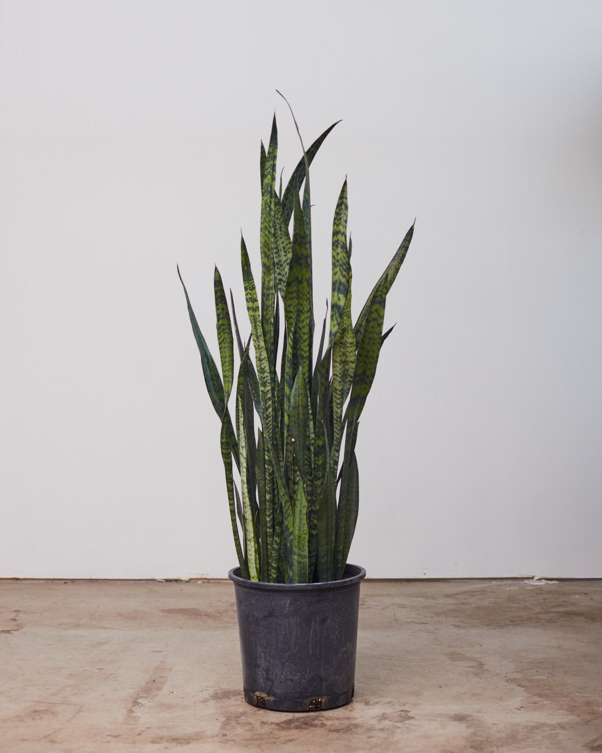 Black Coral Snake Plant: Sansevieria trifasciata - 10 inch pot - 2-3 foot tall