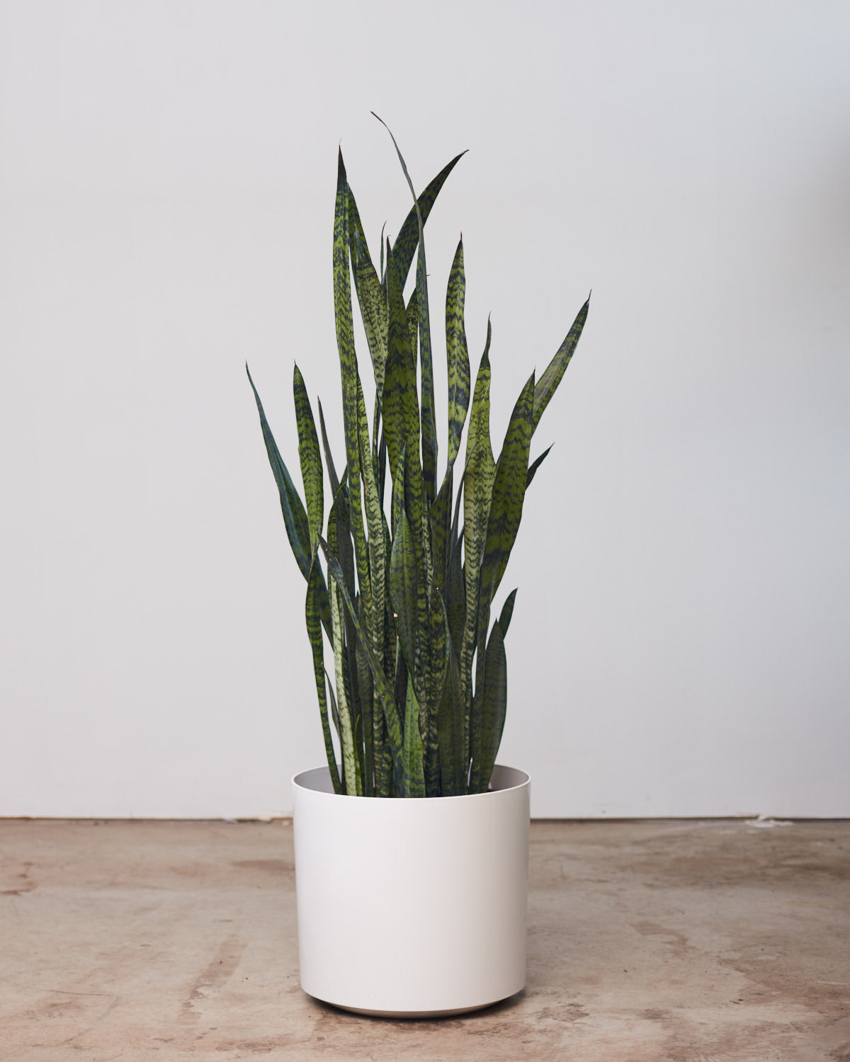 Black Coral Snake Plant: Sansevieria trifasciata - 10 inch pot - 2-3 foot tall
