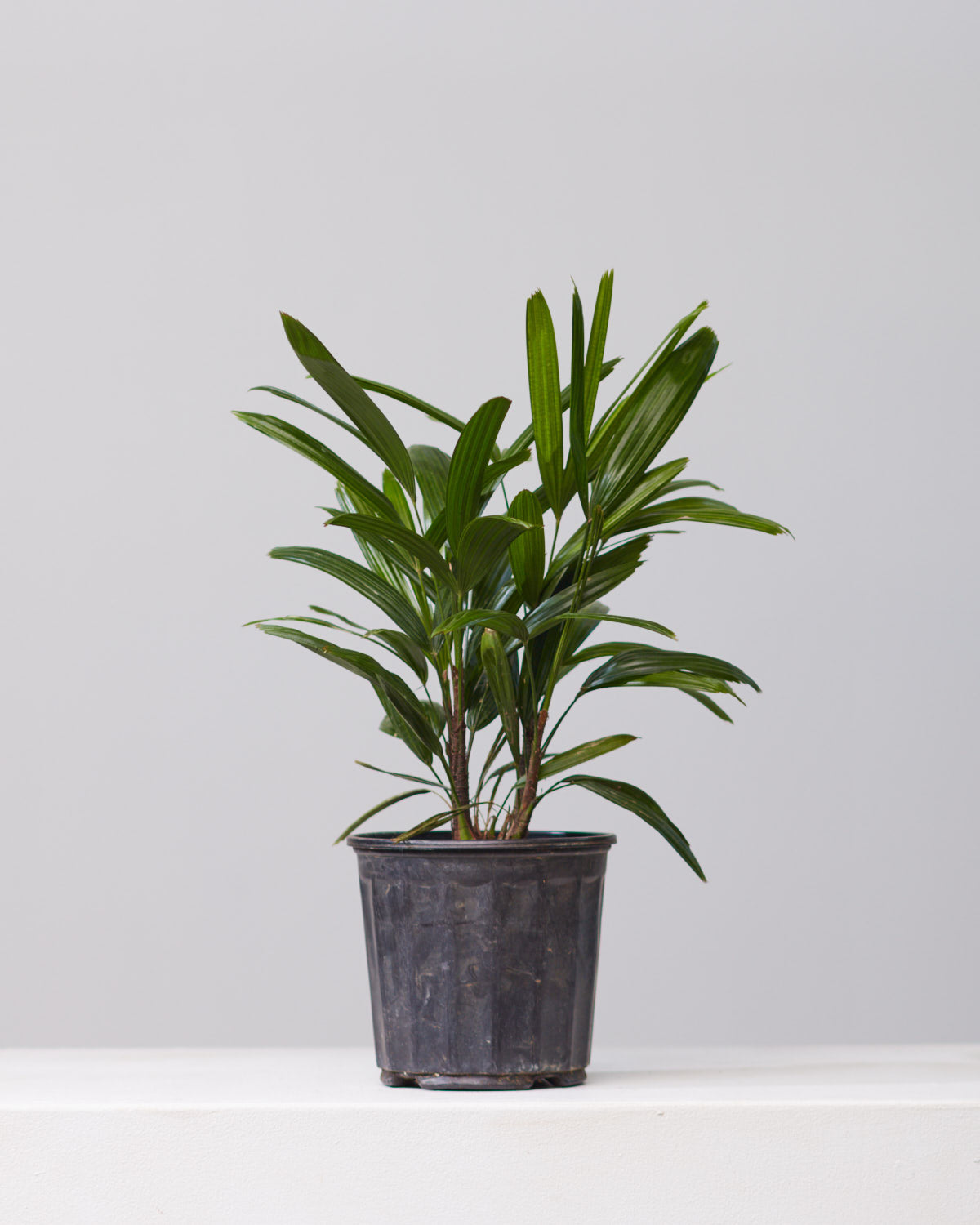 Lady Palm: Rhapis excelsa - 8 inch pot — indoor plant — indoor plant for sale by Promise Supply for delivery and pickup in Toronto.
