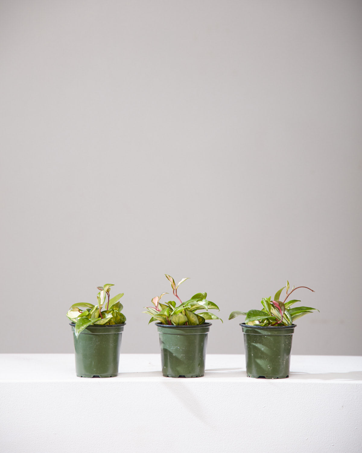 Crimson Princess Wax Plant: Hoya carnosa - 4 inch pot — indoor plant — indoor plant for sale by Promise Supply for delivery and pickup in Toronto.