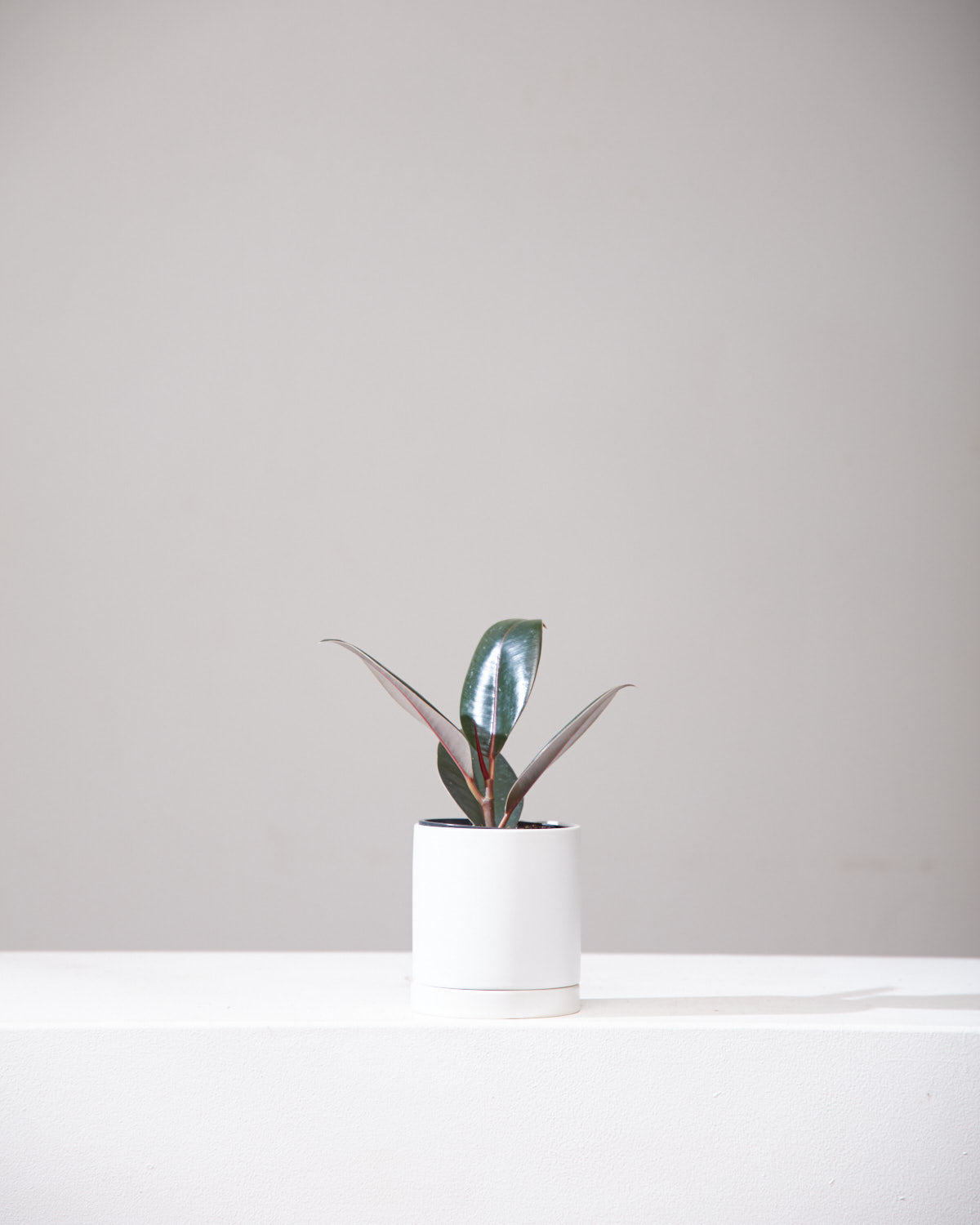 Burgundy Rubber Plant: Ficus elastica - 4 inch pot