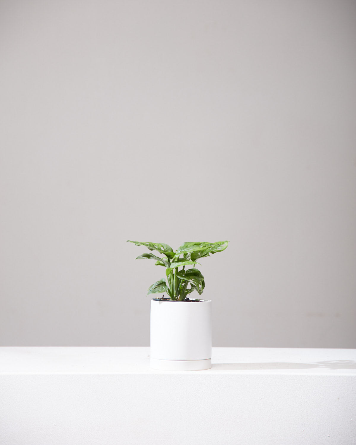 Swiss Cheese Vine: Monstera adansonii - 4 inch pot — indoor plant — indoor plant for sale by Promise Supply for delivery and pickup in Toronto.