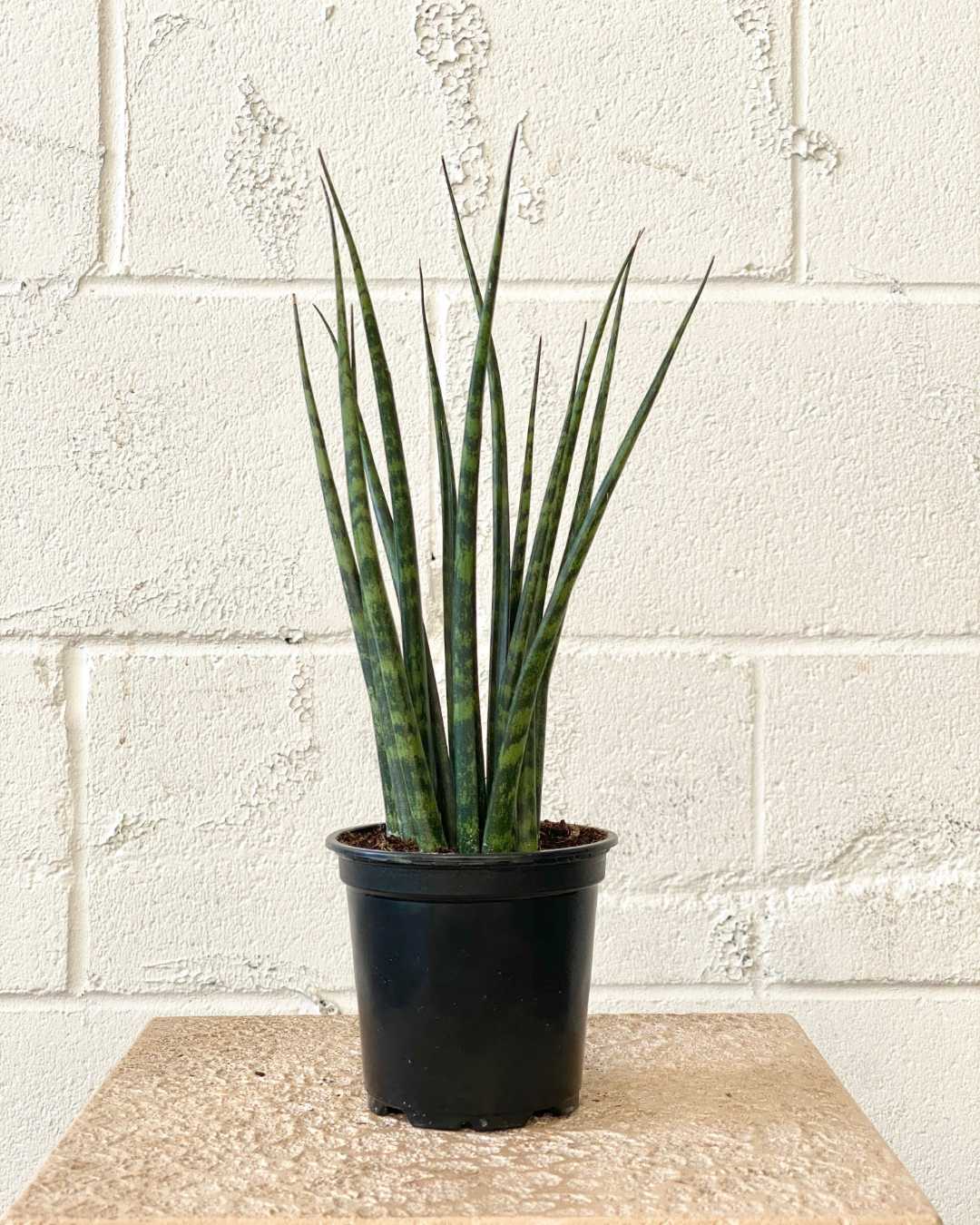 Fernwood Mikado Snake Plant: Sansevieria bacularis - 5 inch pot
