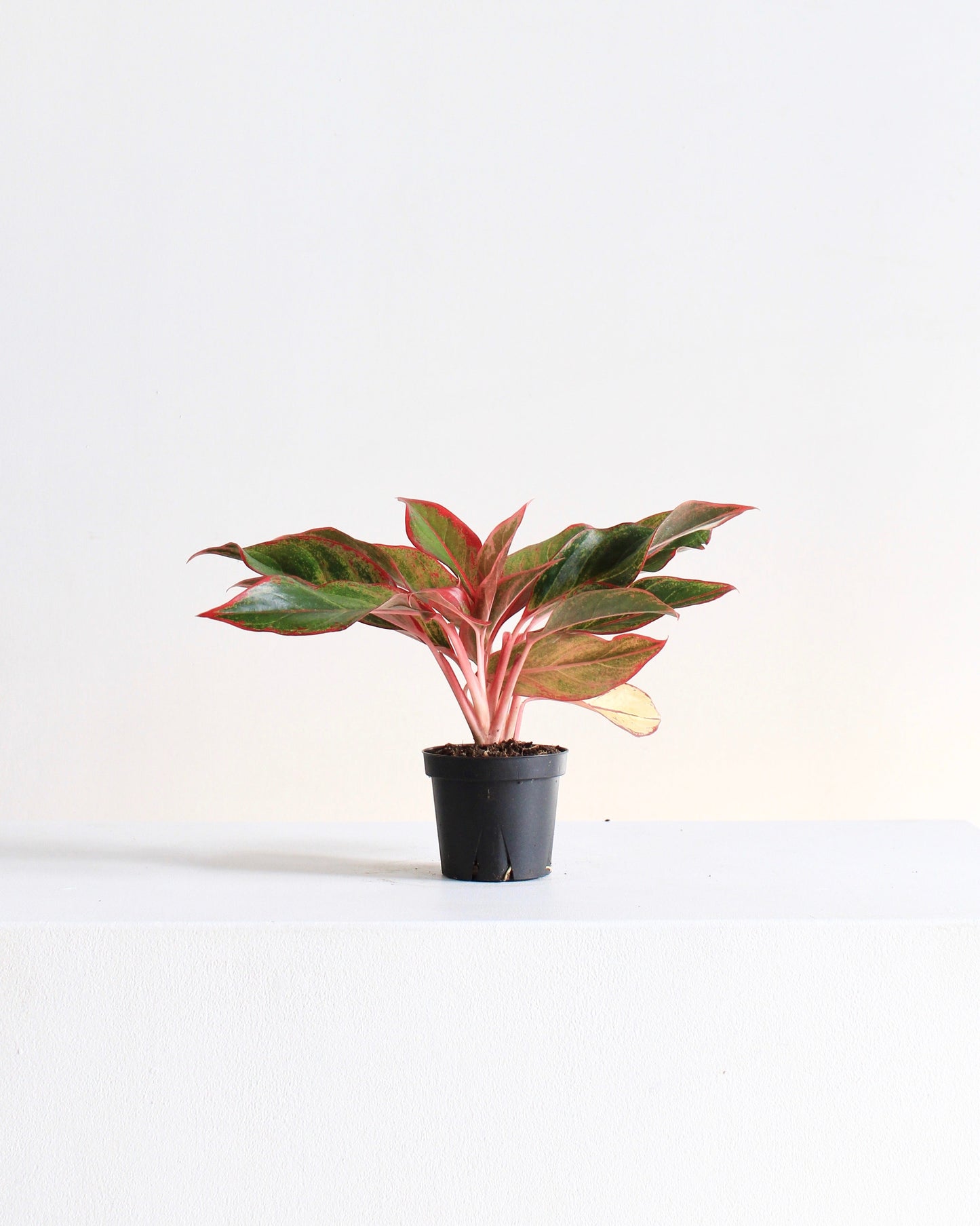 Siam Red Gold Chinese Evergreen: Aglaonema - 5 inch pot — indoor plant — indoor plant for sale by Promise Supply for delivery and pickup in Toronto.