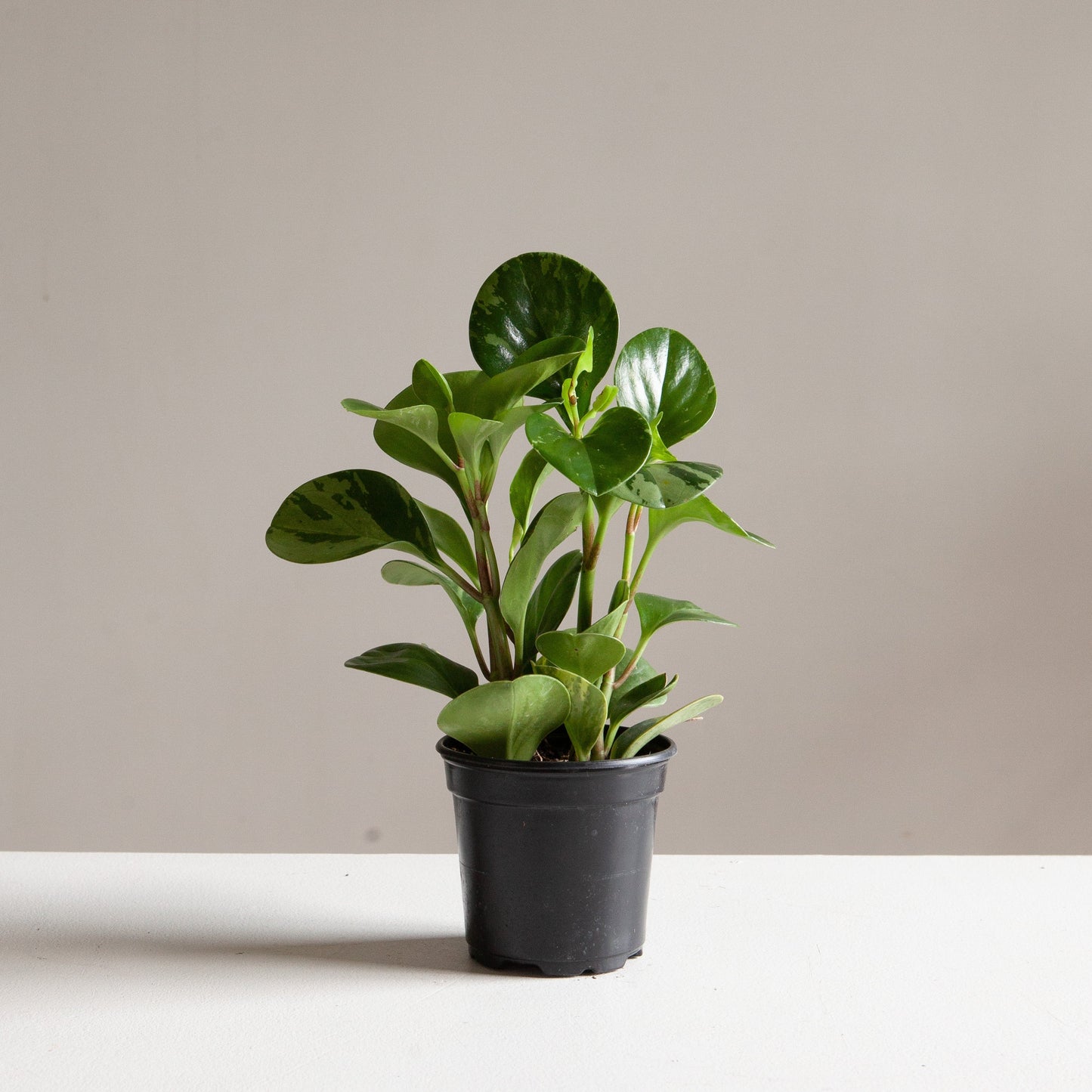 Variegated Baby Rubber Plant: Peperomia obtusifolia 'Lemon Lime' - 4 inch pot