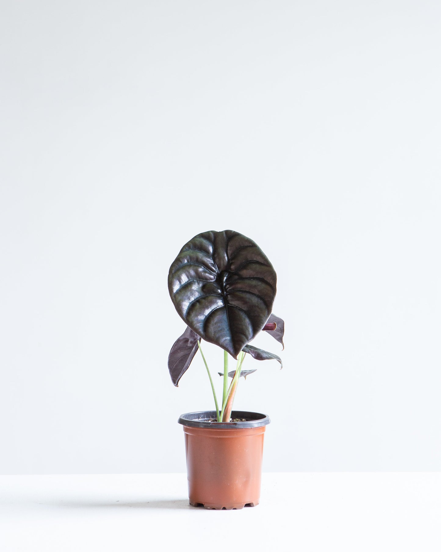 Red Mambo Elephant Ear: Alocasia 'Red Azlanii' - 4 inch pot