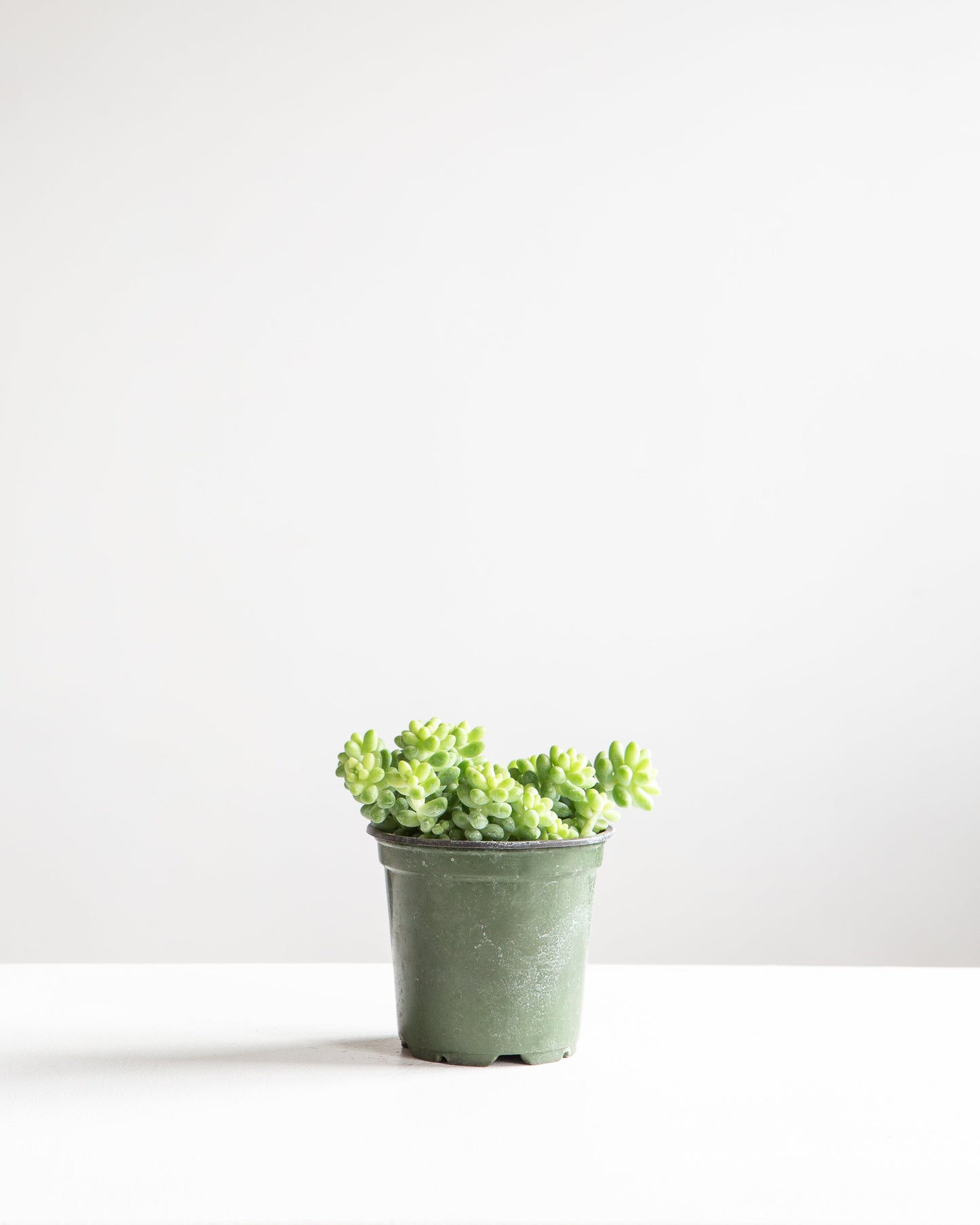 Burro's Tail: Sedum morganianum - 4 inch pot