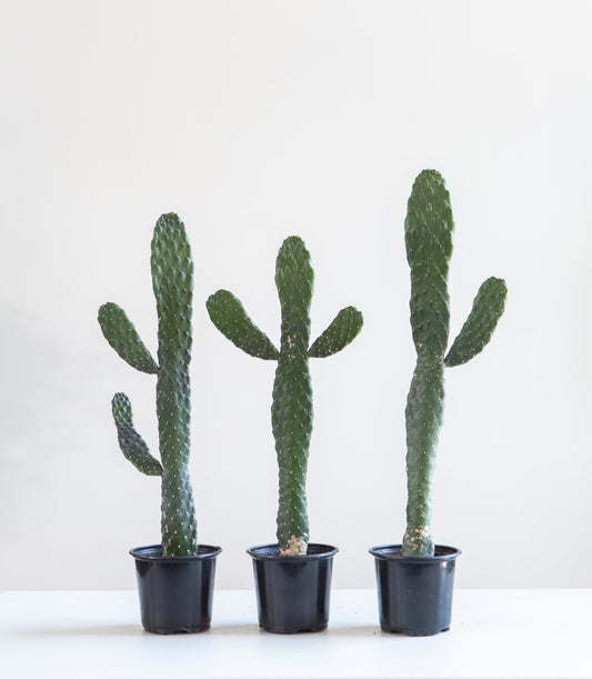 Caribbean Cartoon Tree Cactus: Opuntia consolea falcata - 4 inch pot — indoor plant — indoor plant for sale by Promise Supply for delivery and pickup in Toronto.