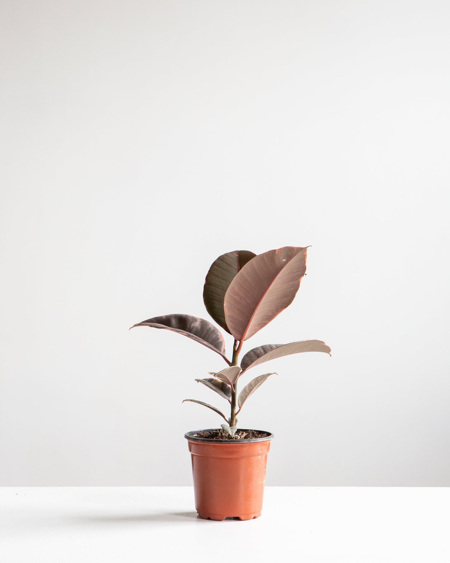 Ruby Rubber Plant: Ficus elastica - 4 inch pot
