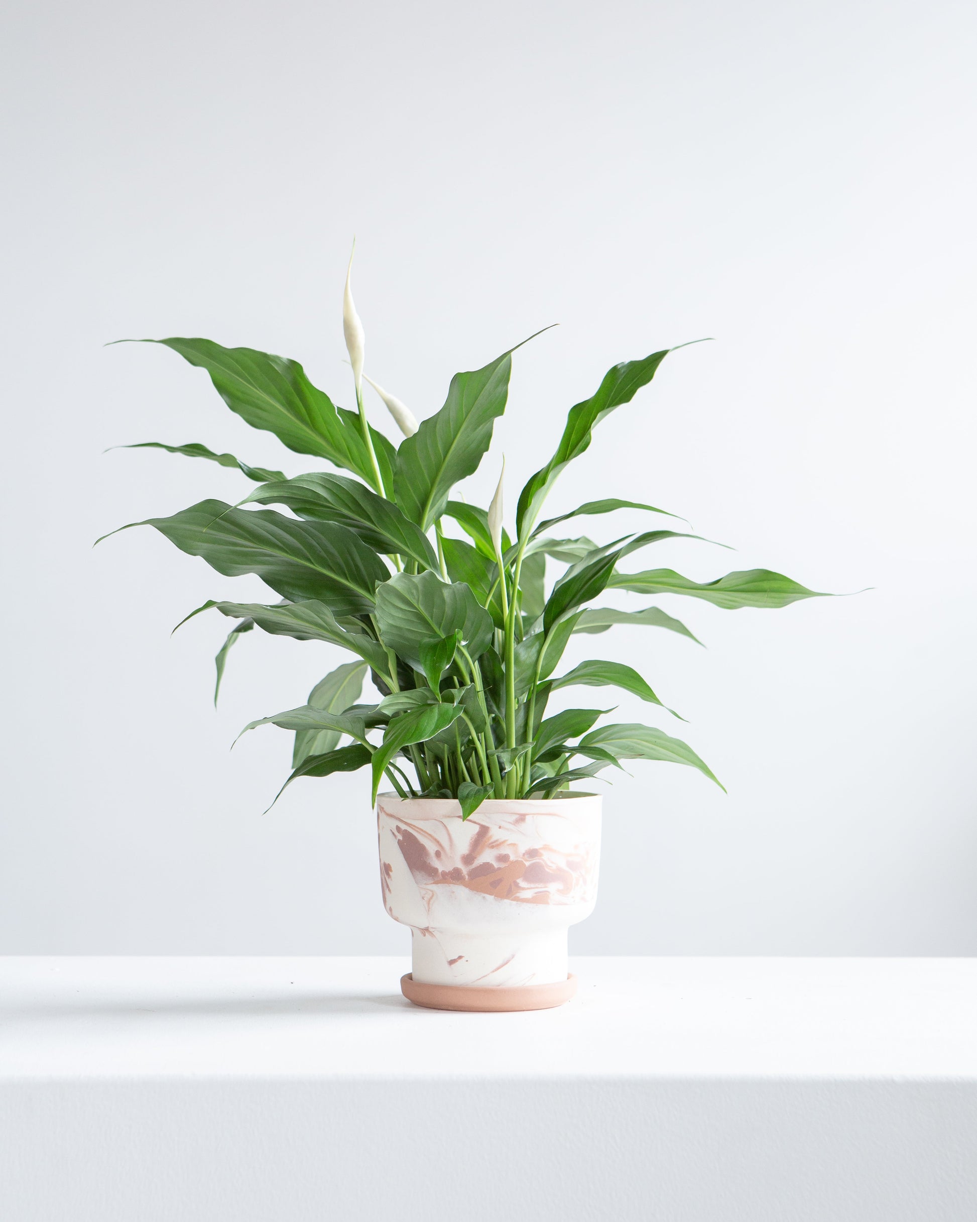 Peace Lily: Spathiphyllum - 6 inch pot — indoor plant — indoor plant for sale by Promise Supply for delivery and pickup in Toronto.