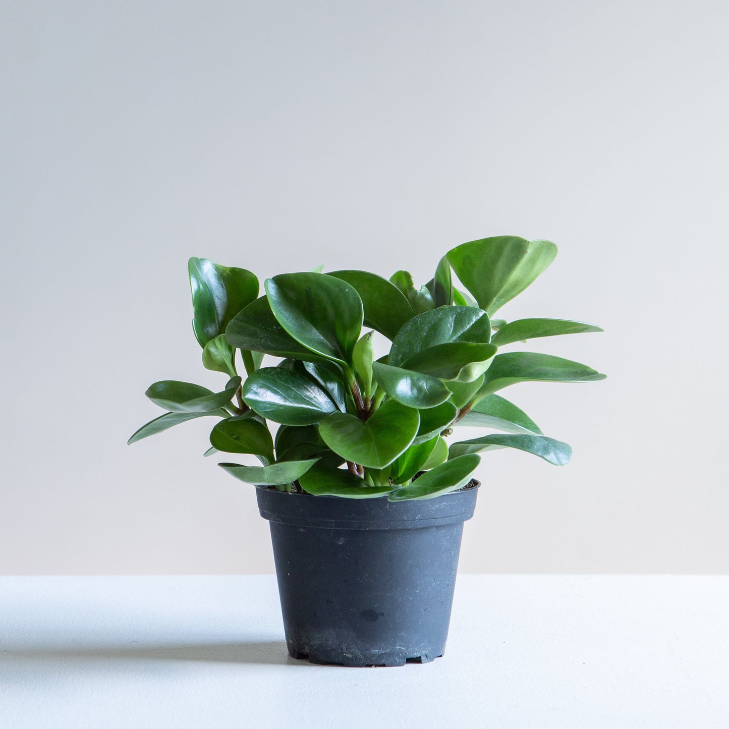 Baby Rubber Plant: Peperomia obtusifolia - 5 inch pot