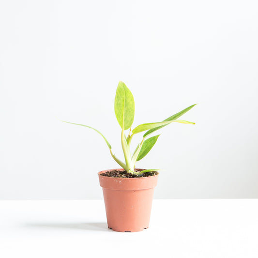 Painted Lady: Philodendron - 4 inch pot — indoor plant — indoor plant for sale by Promise Supply for delivery and pickup in Toronto.