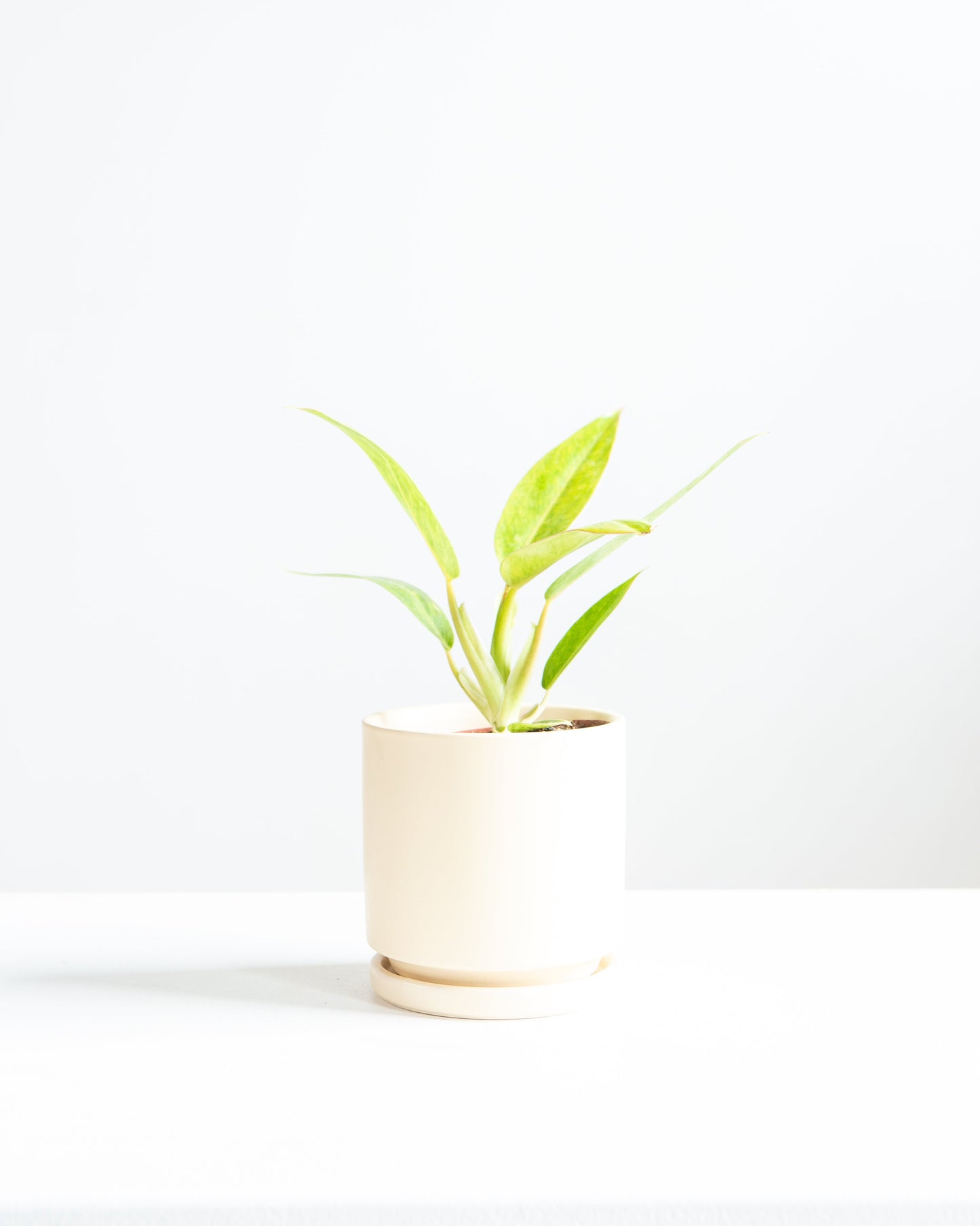 Painted Lady: Philodendron - 4 inch pot — indoor plant — indoor plant for sale by Promise Supply for delivery and pickup in Toronto.