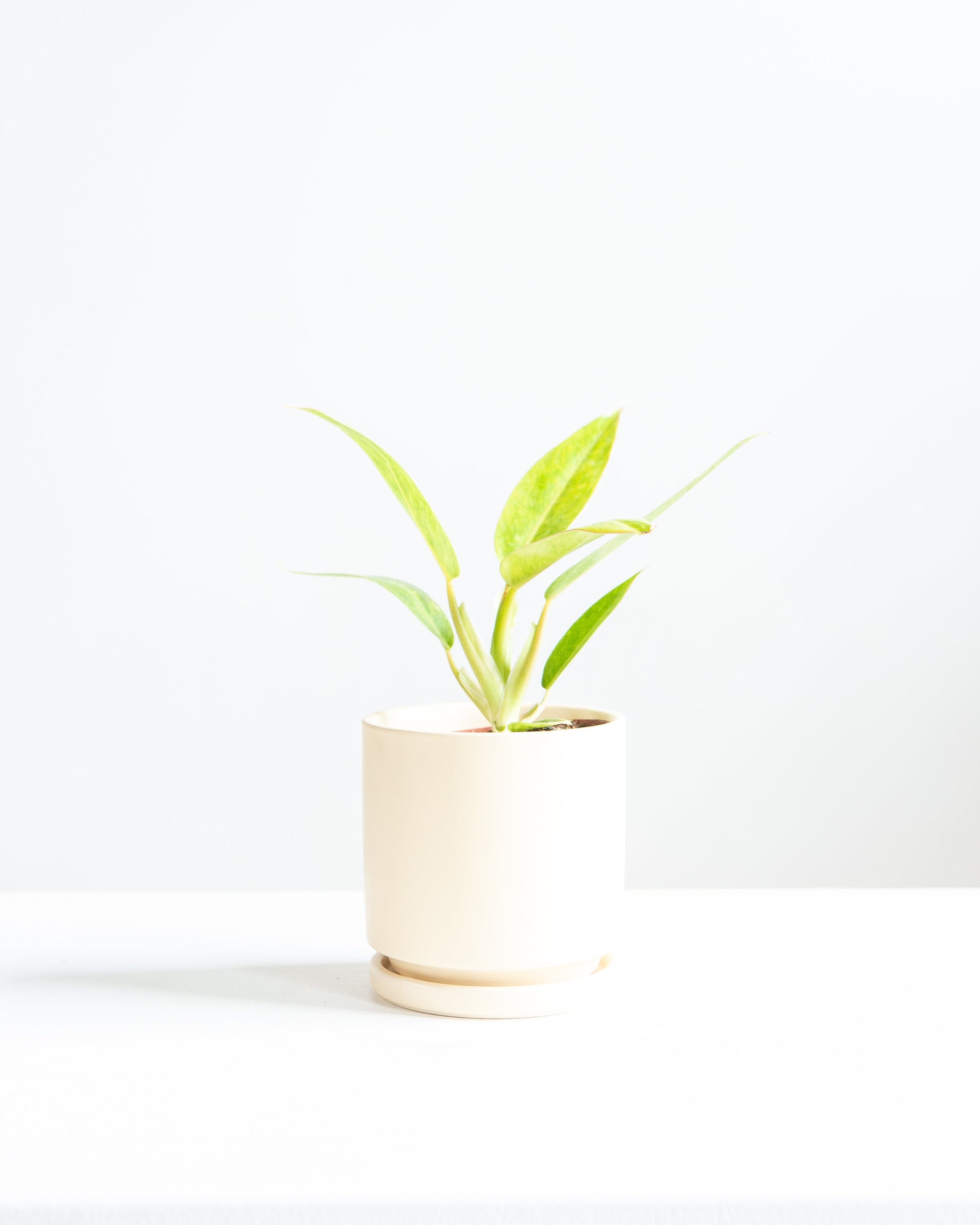Painted Lady: Philodendron - 4 inch pot — indoor plant — indoor plant for sale by Promise Supply for delivery and pickup in Toronto.