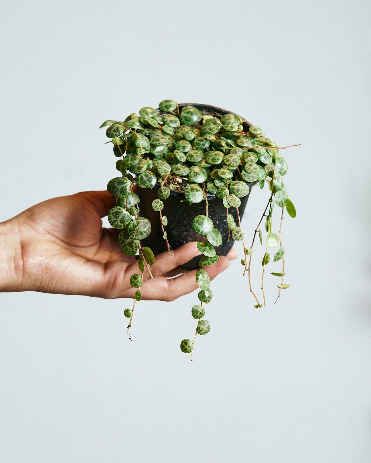 String of Turtles: Peperomia prostrata - 4 inch pot